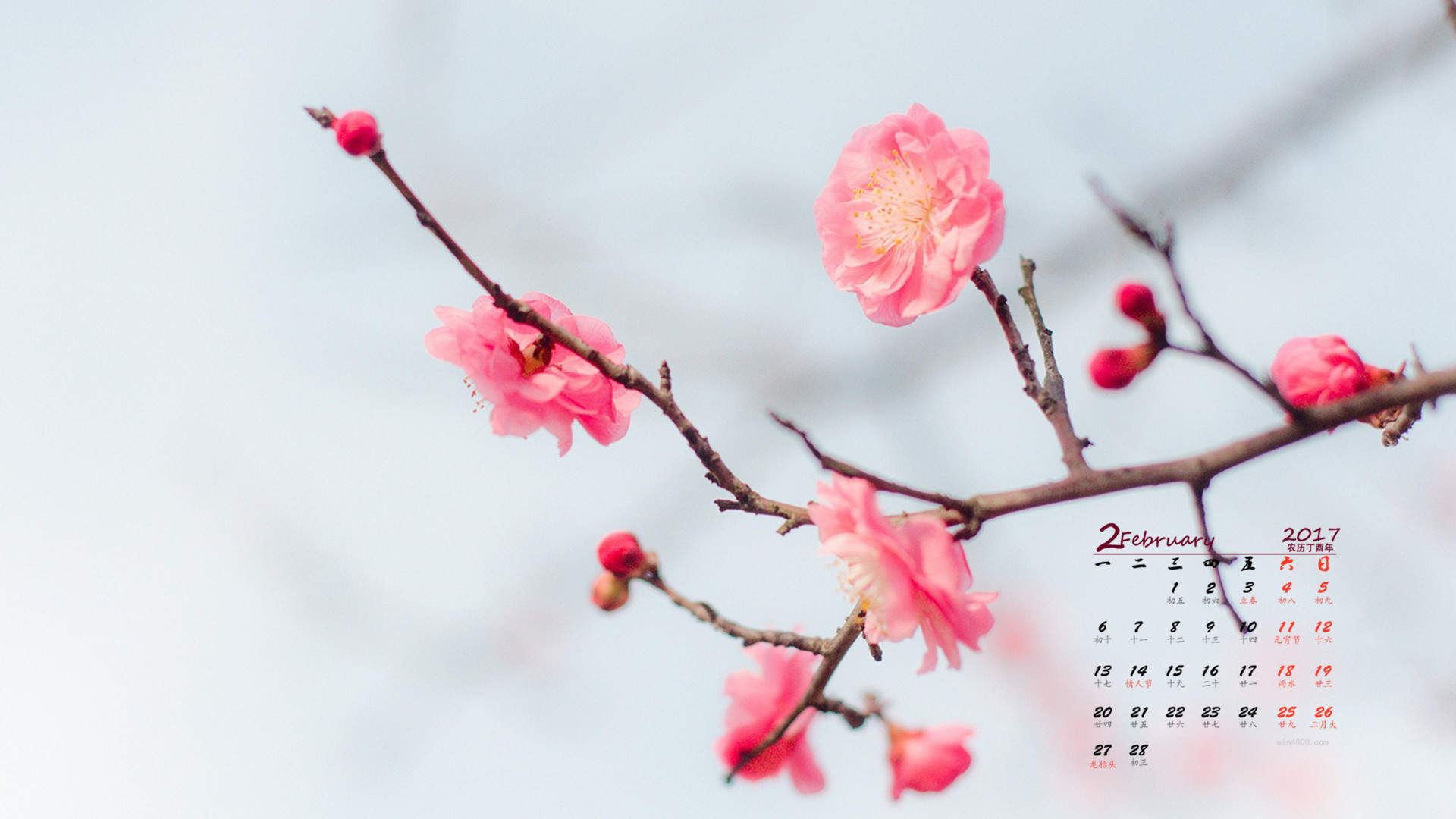 梅花图片
