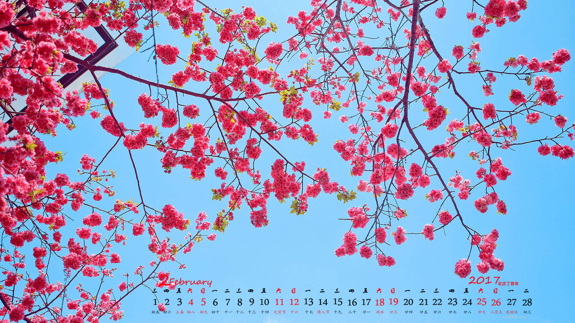 阳春三月绽放的梅花 高清梅花摄影图片欣赏图片