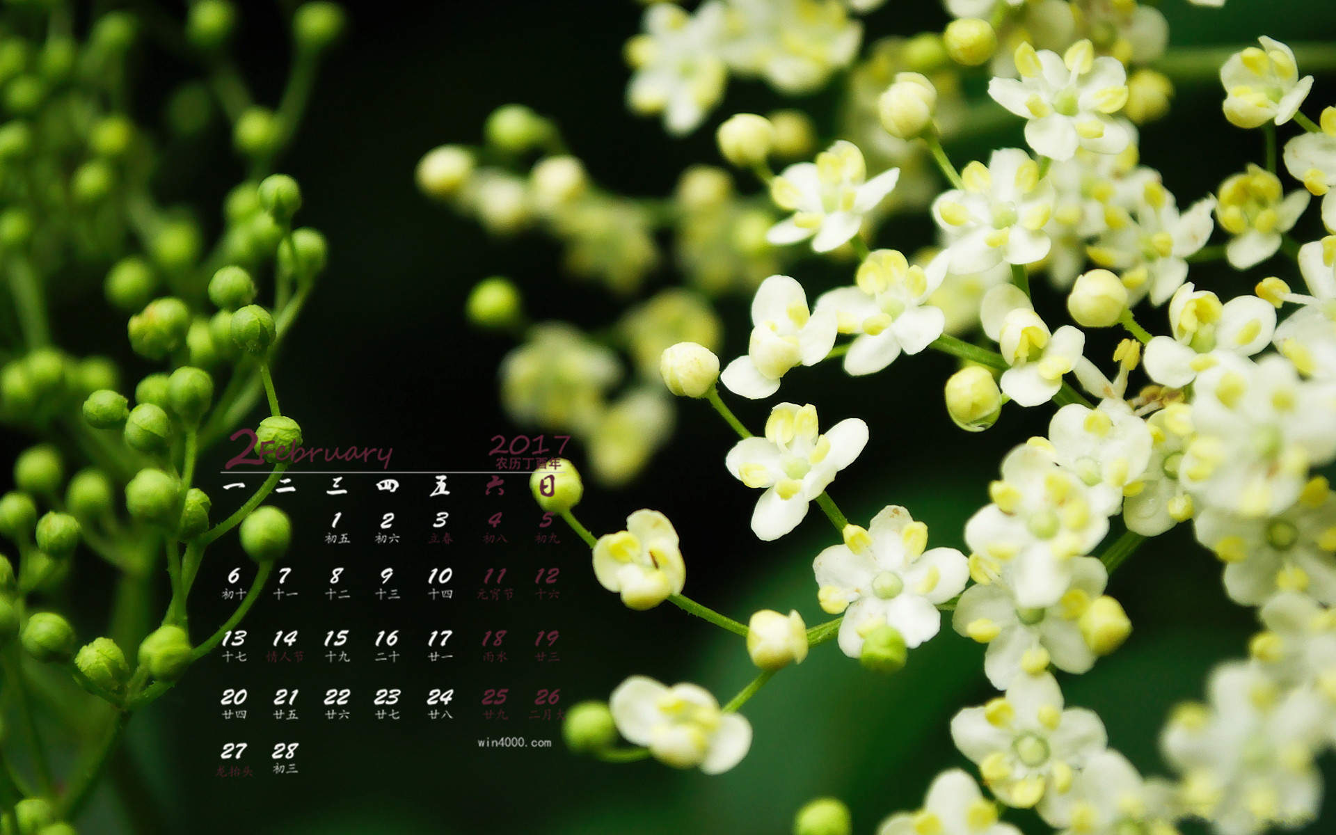 2017年2月春天里的花朵唯美高清桌面日历壁纸图片