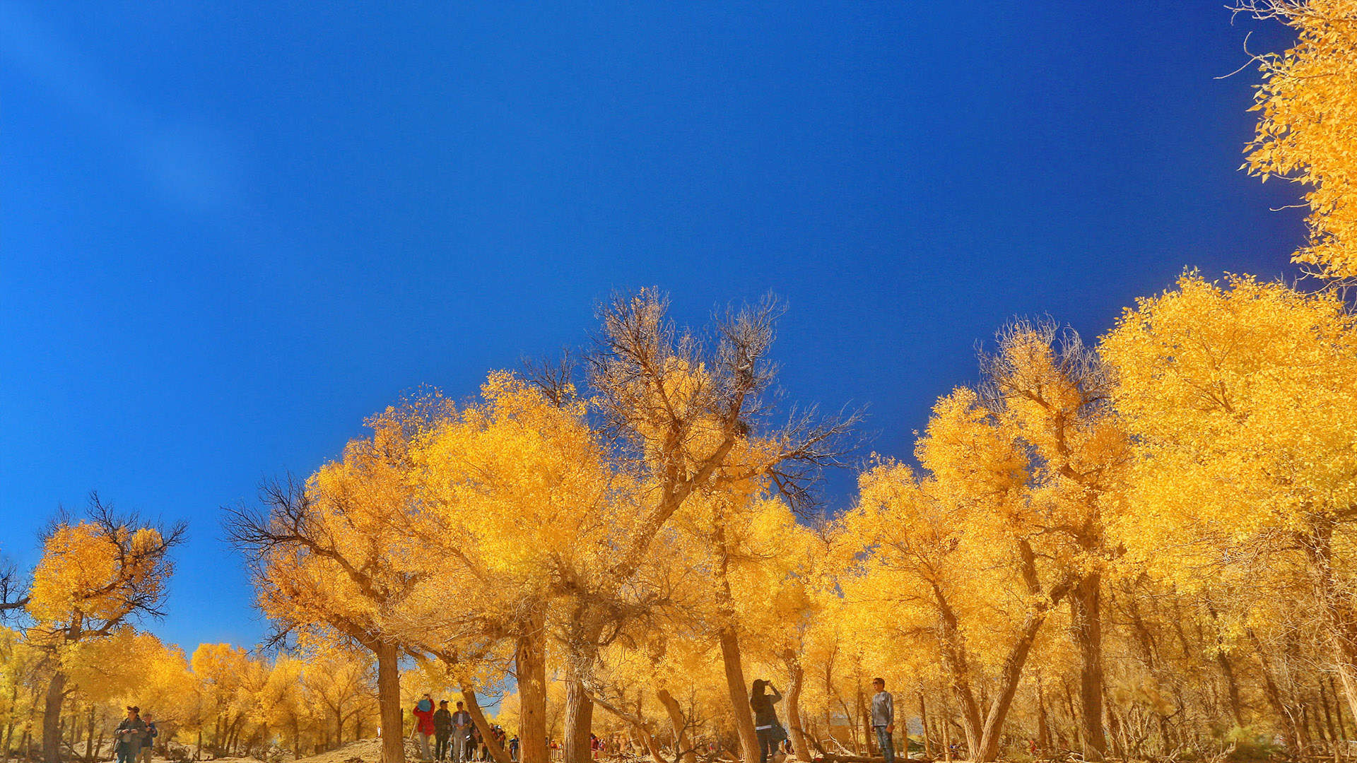 魔道祖师超清壁纸图片图片