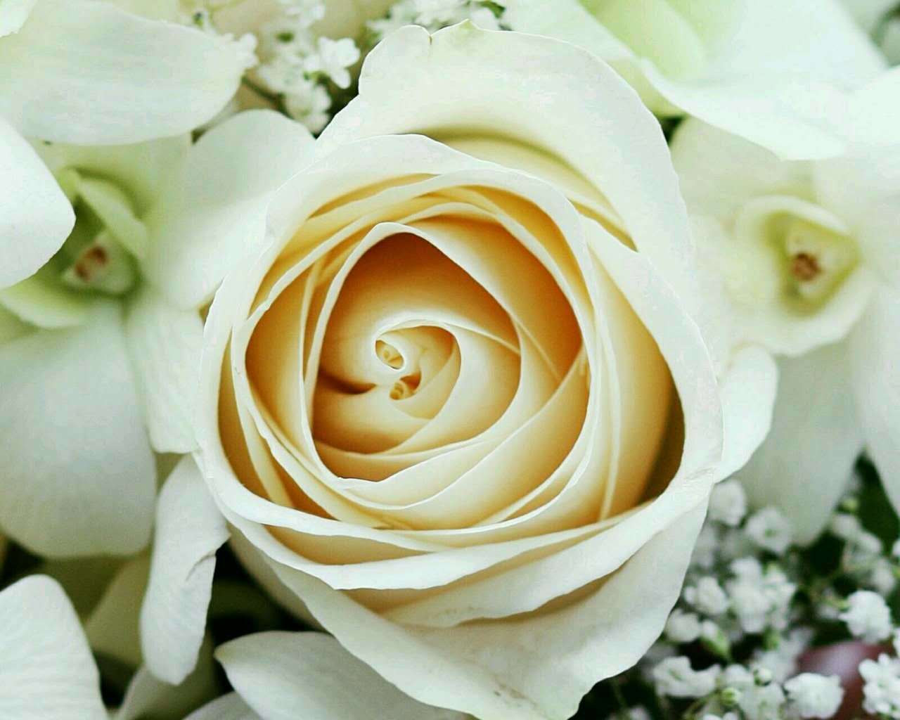 玫瑰花图片