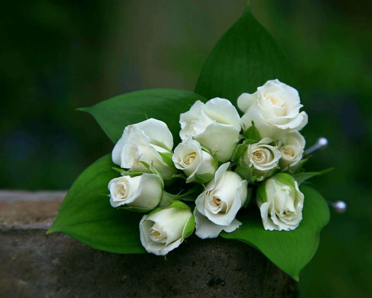 玫瑰花图片