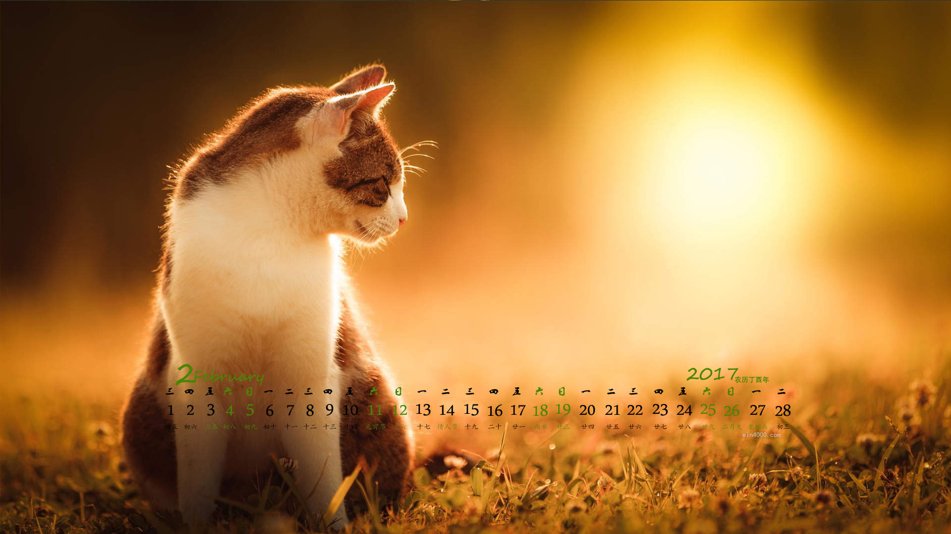 超可爱小猫图片高清手机壁纸图片