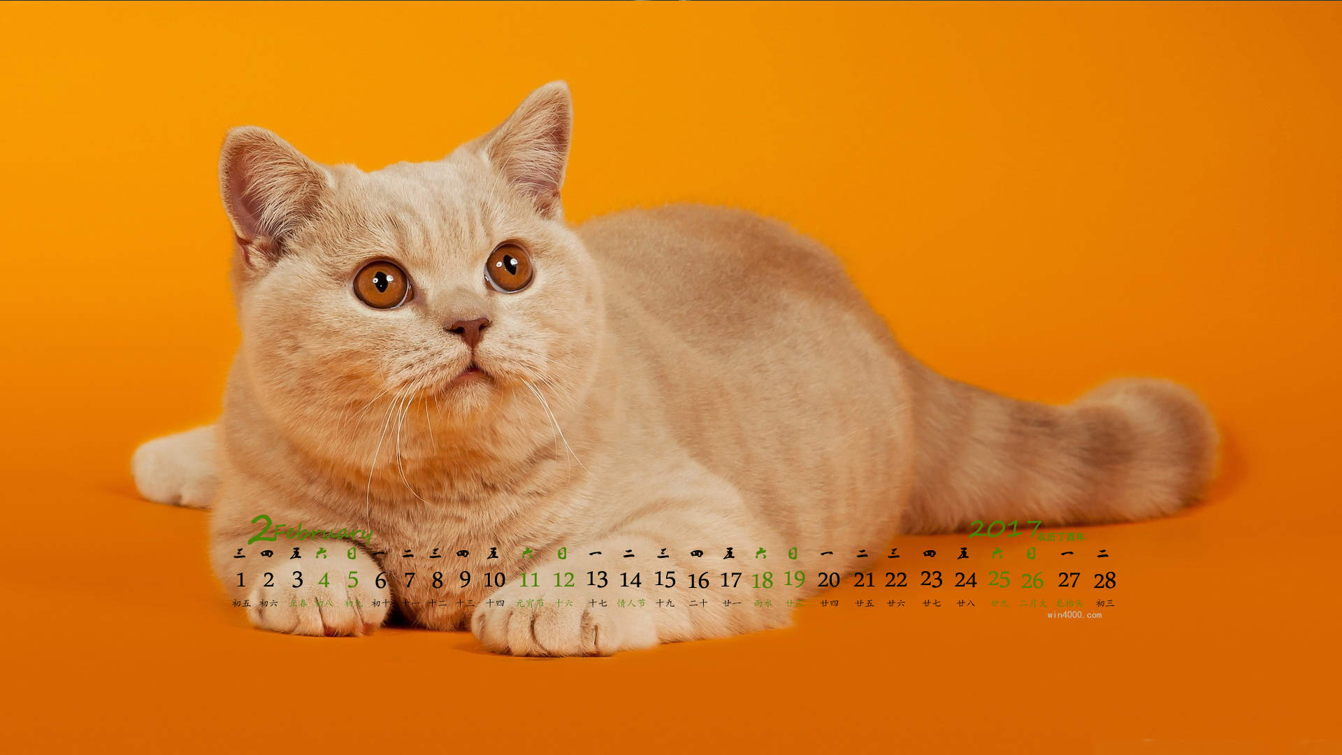 小猫图片