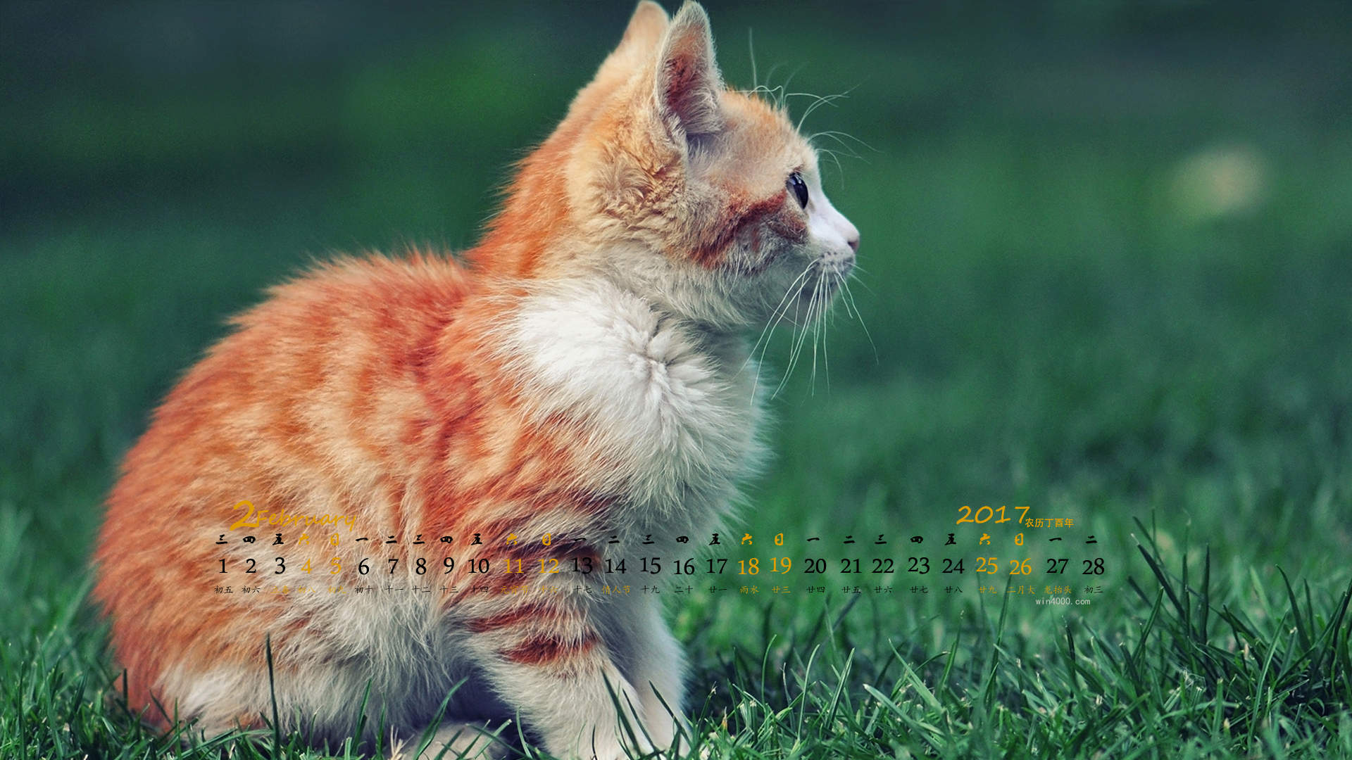 超可爱小猫图片高清手机壁纸图片