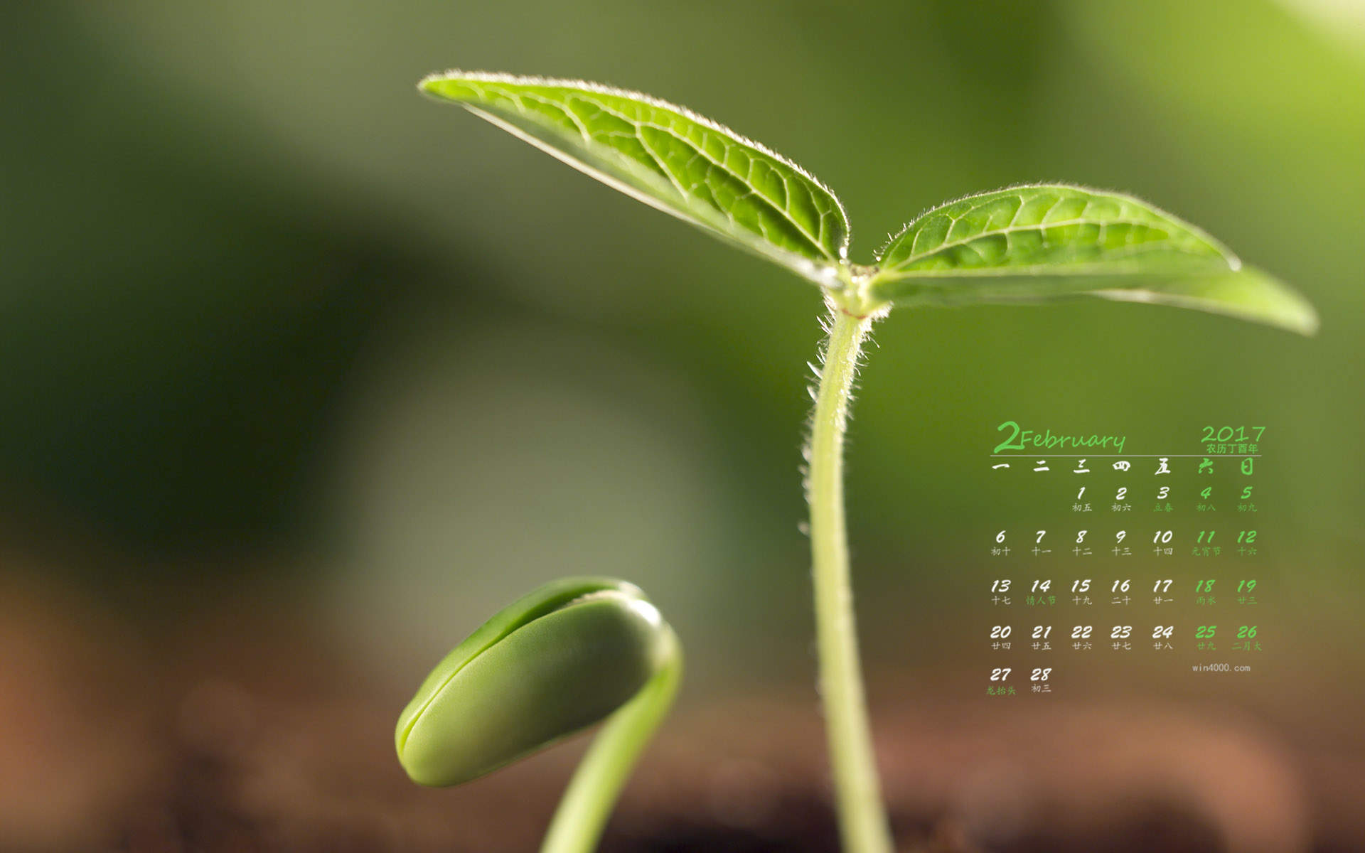 绿色嫩芽小清新植物桌面壁纸下载图片