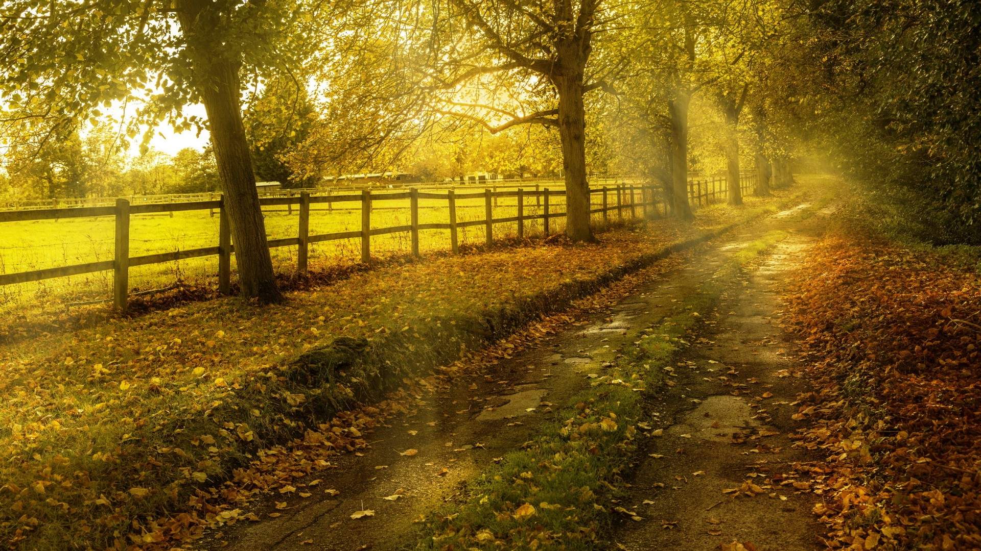 深秋树林中的落叶萧瑟唯美高清壁纸图片