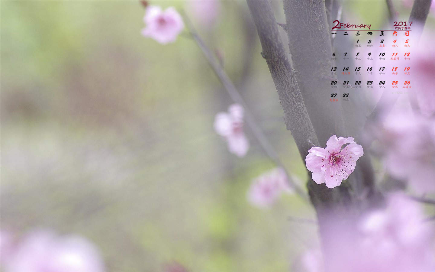 阳春三月绽放的梅花 高清梅花摄影图片欣赏图片