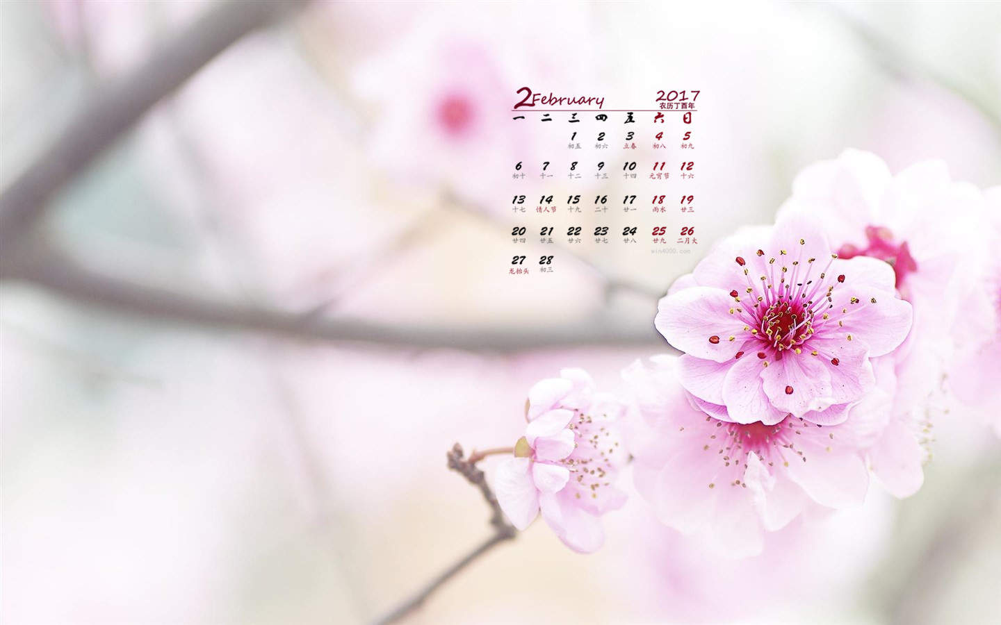 阳春三月绽放的梅花 高清梅花摄影图片欣赏图片
