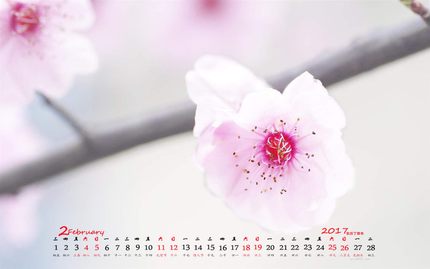 阳春三月绽放的梅花 高清梅花摄影图片欣赏图片