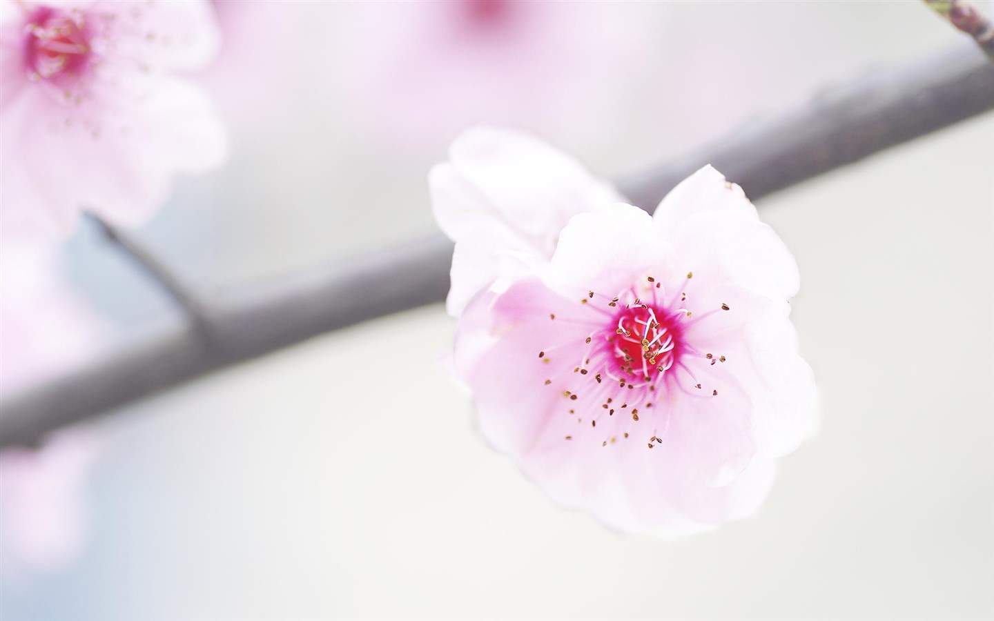 粉嫩梅花清新唯美桌面壁纸图片