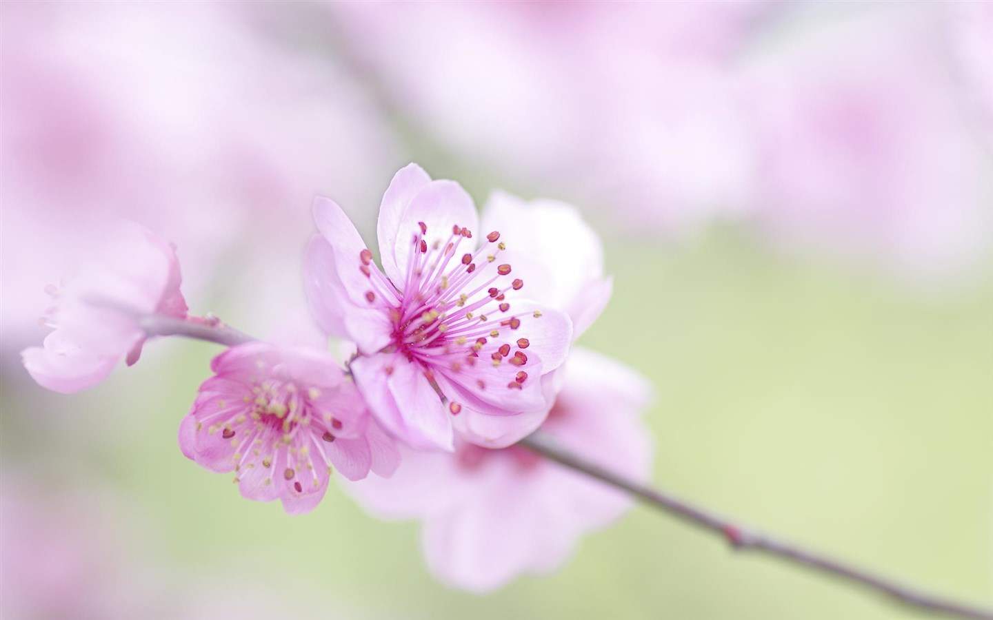 梅花图片