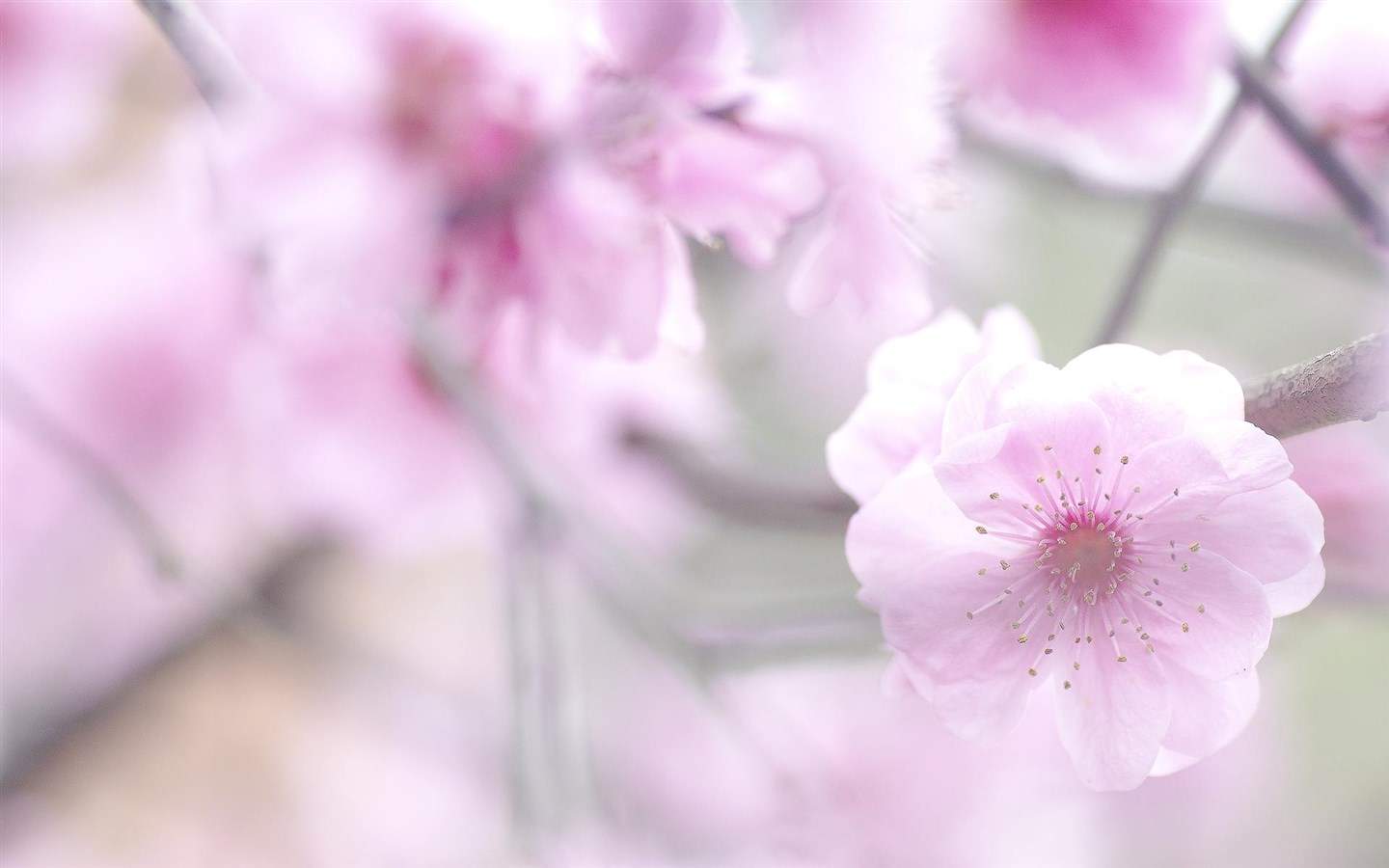 阳春三月绽放的梅花 高清梅花摄影图片欣赏图片
