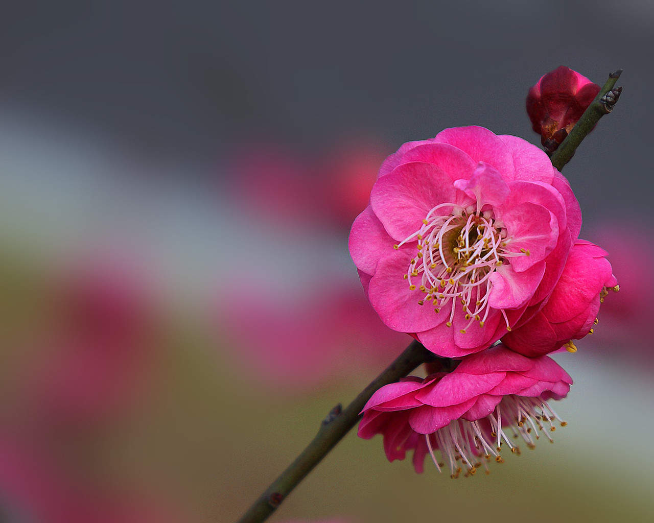 梅花图片