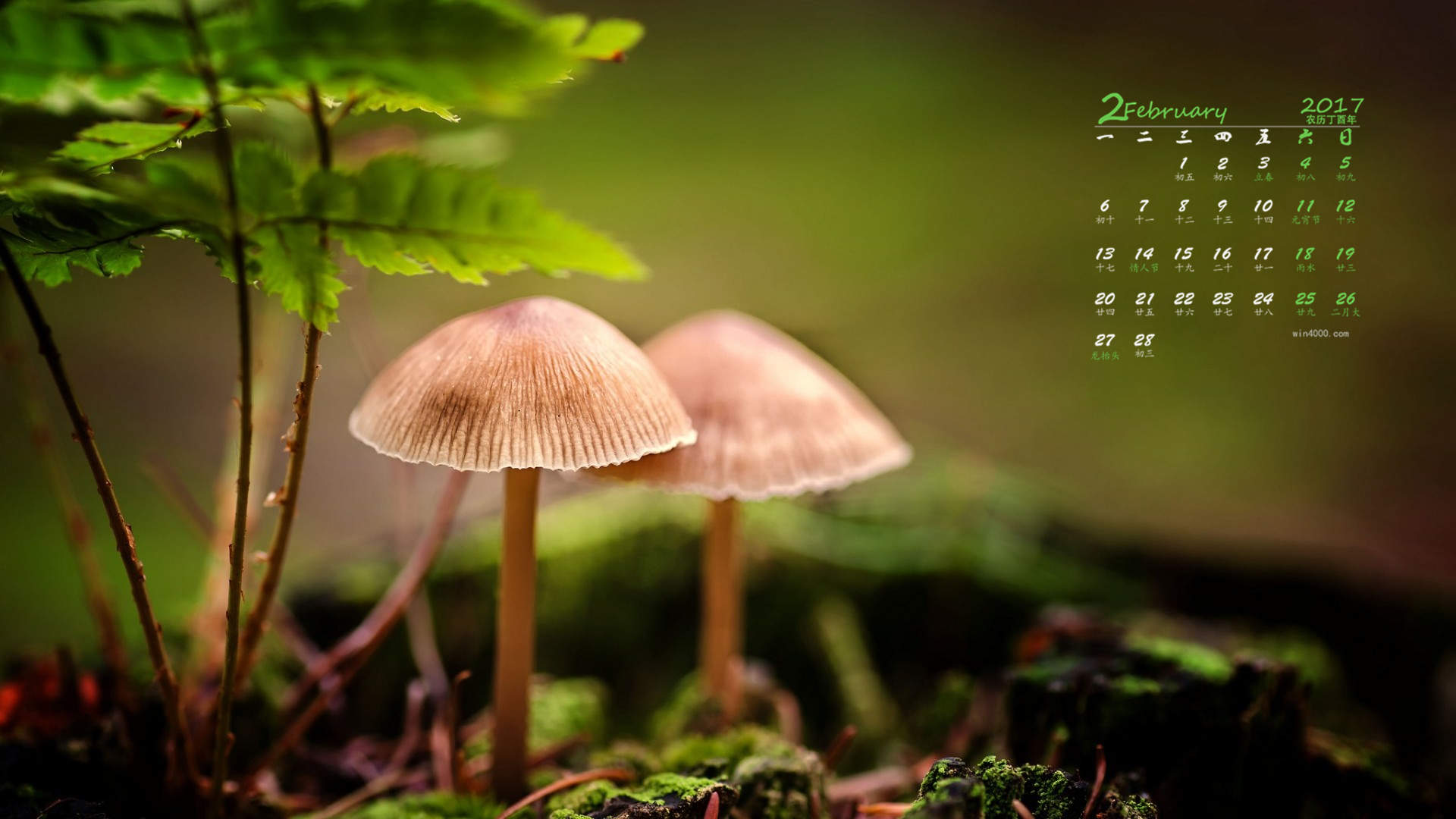 蘑菇图片