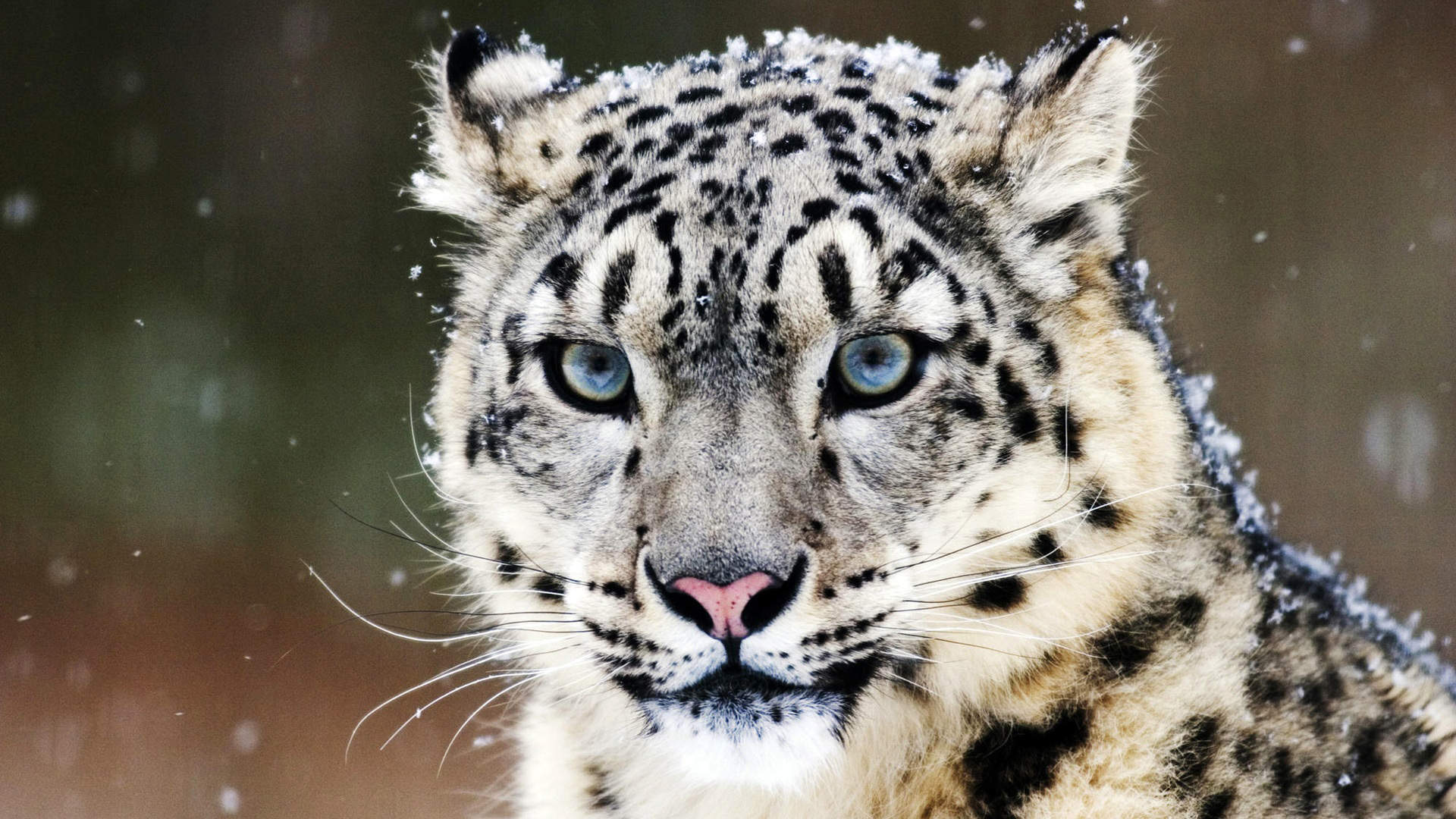 野生猎豹图片高清桌面壁纸图片