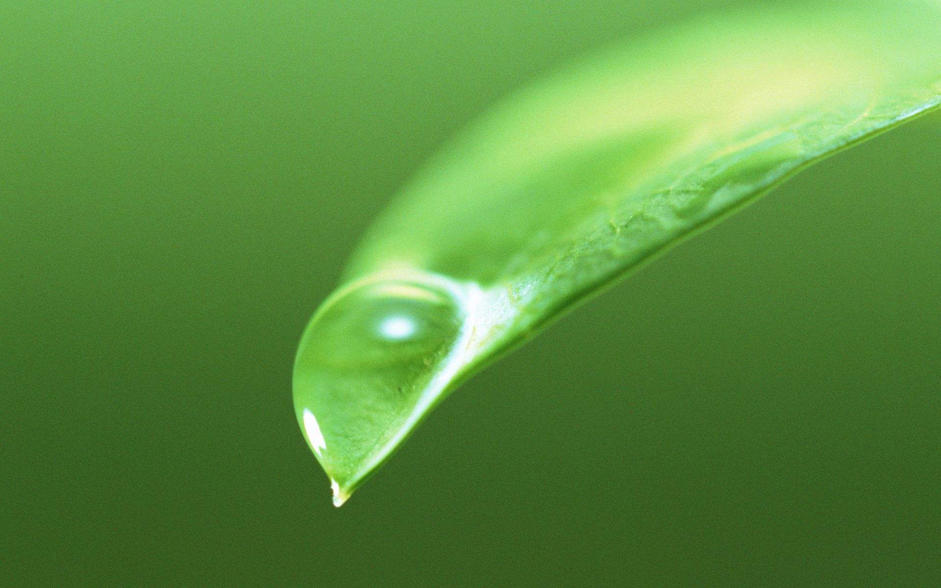 绿色养眼植物嫩芽高清桌面壁纸图片