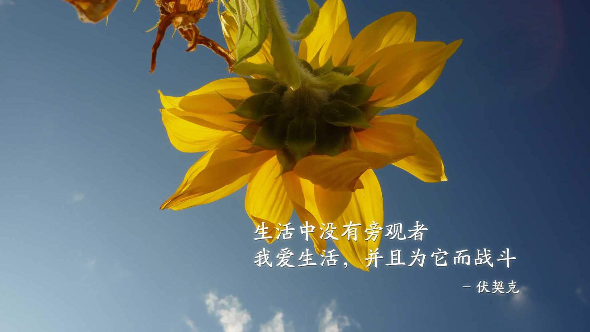 精选励志文字语录创意图片手机壁纸图片