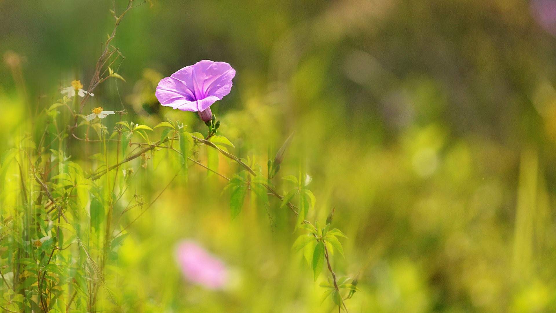 牵牛花图片