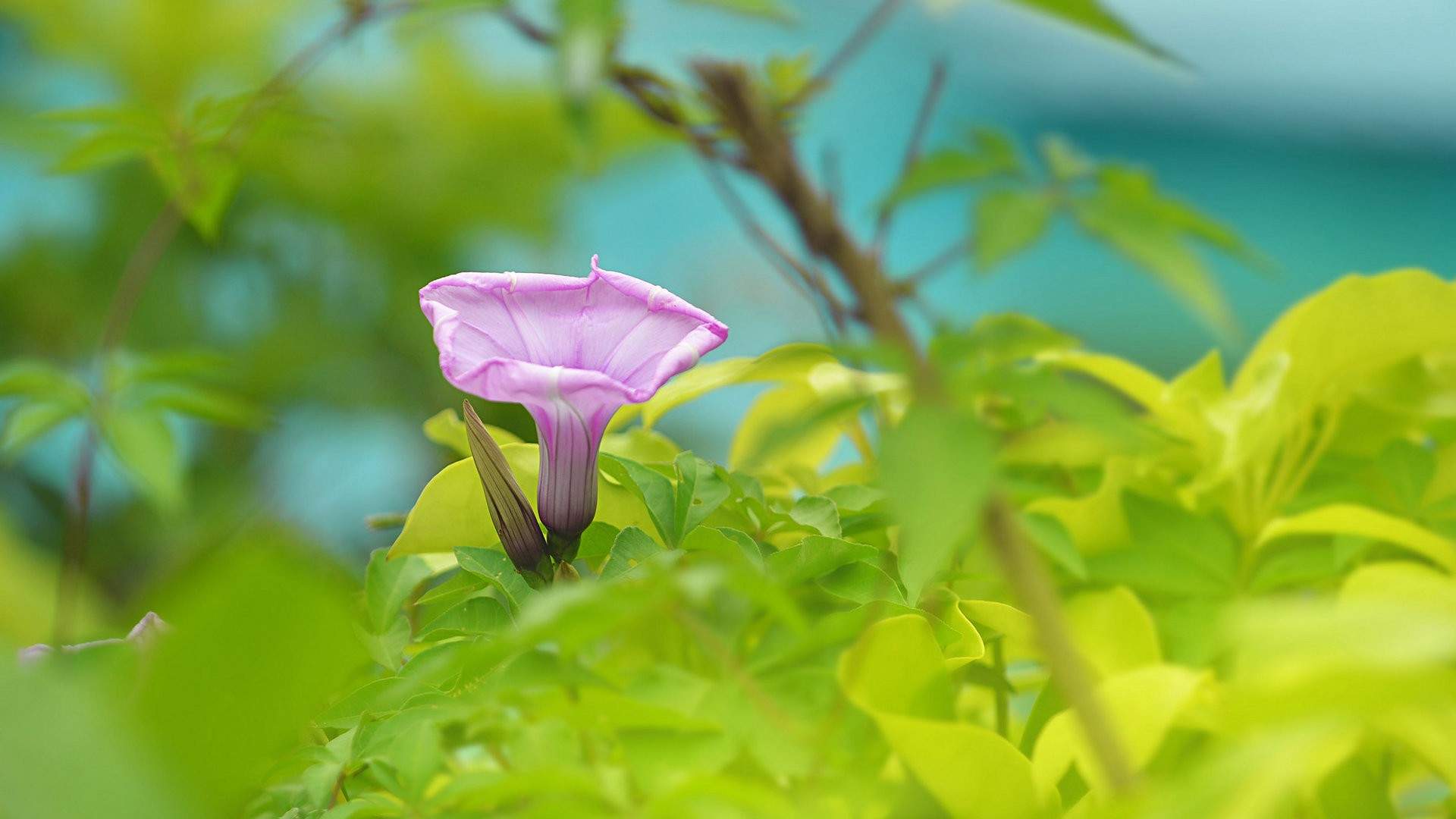 牵牛花图片