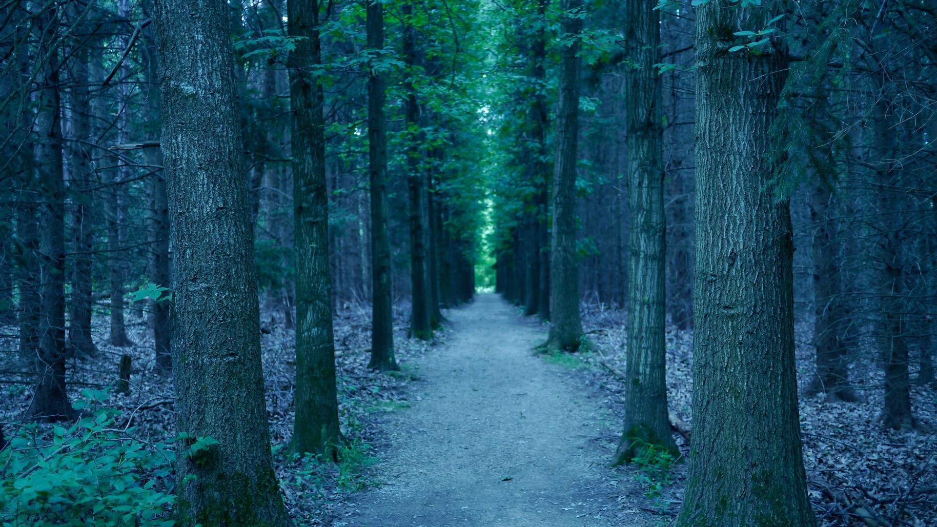 夕阳下的树木桌面壁纸图片