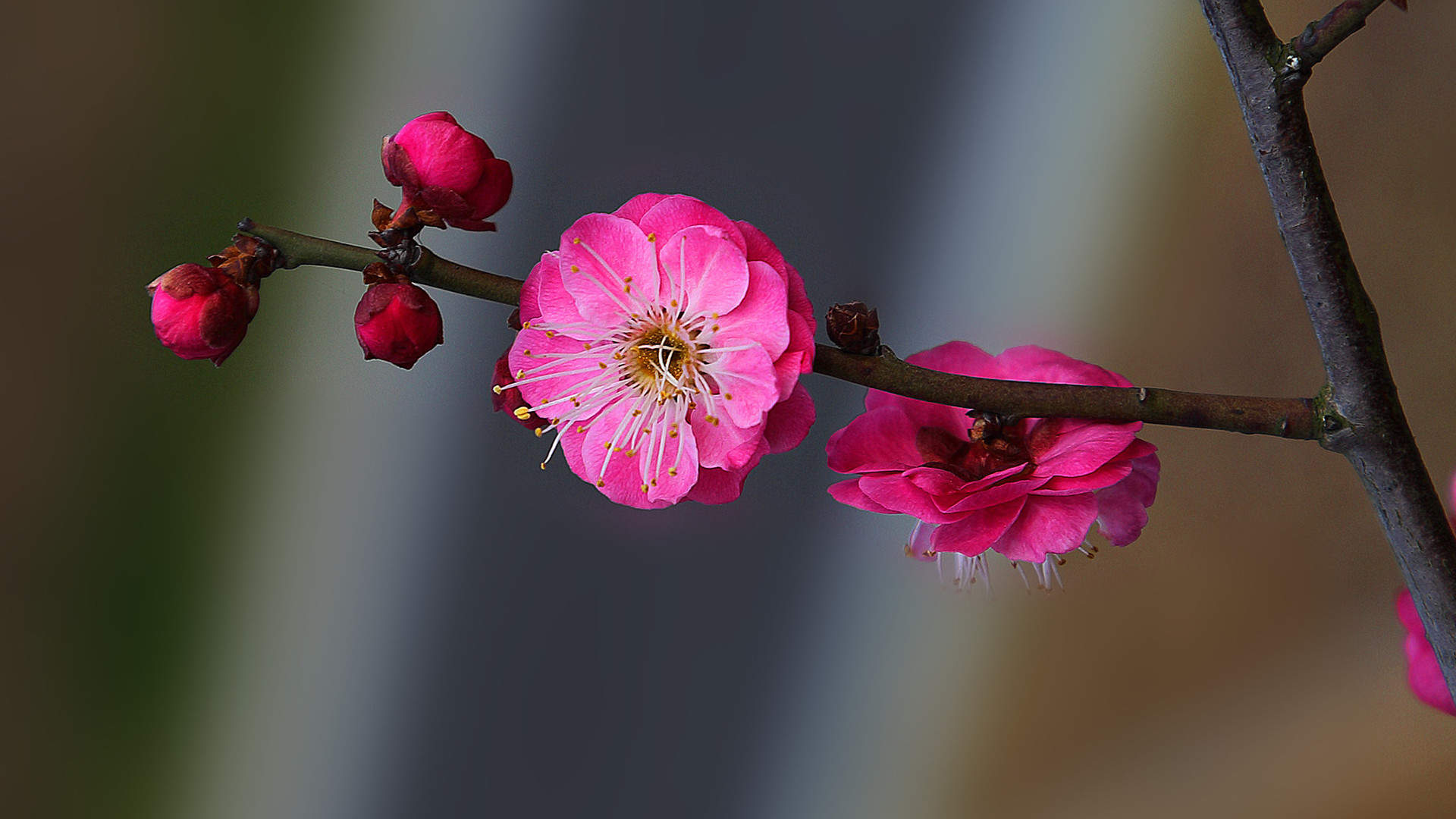 梅花图片