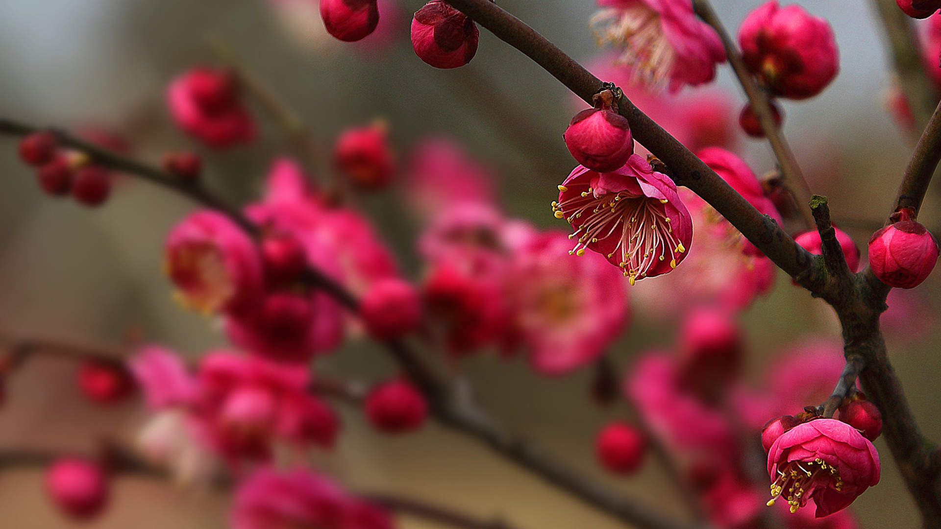 梅花图片