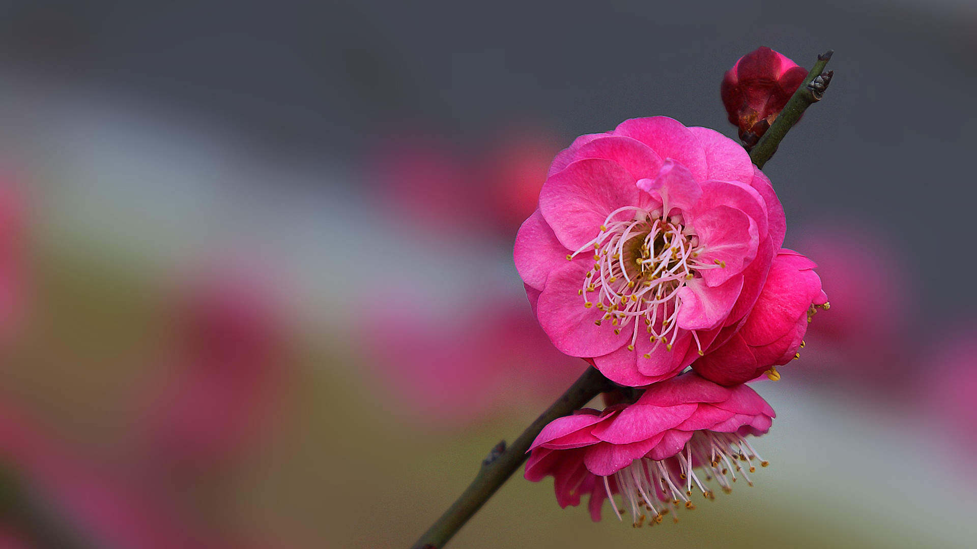 梅花图片