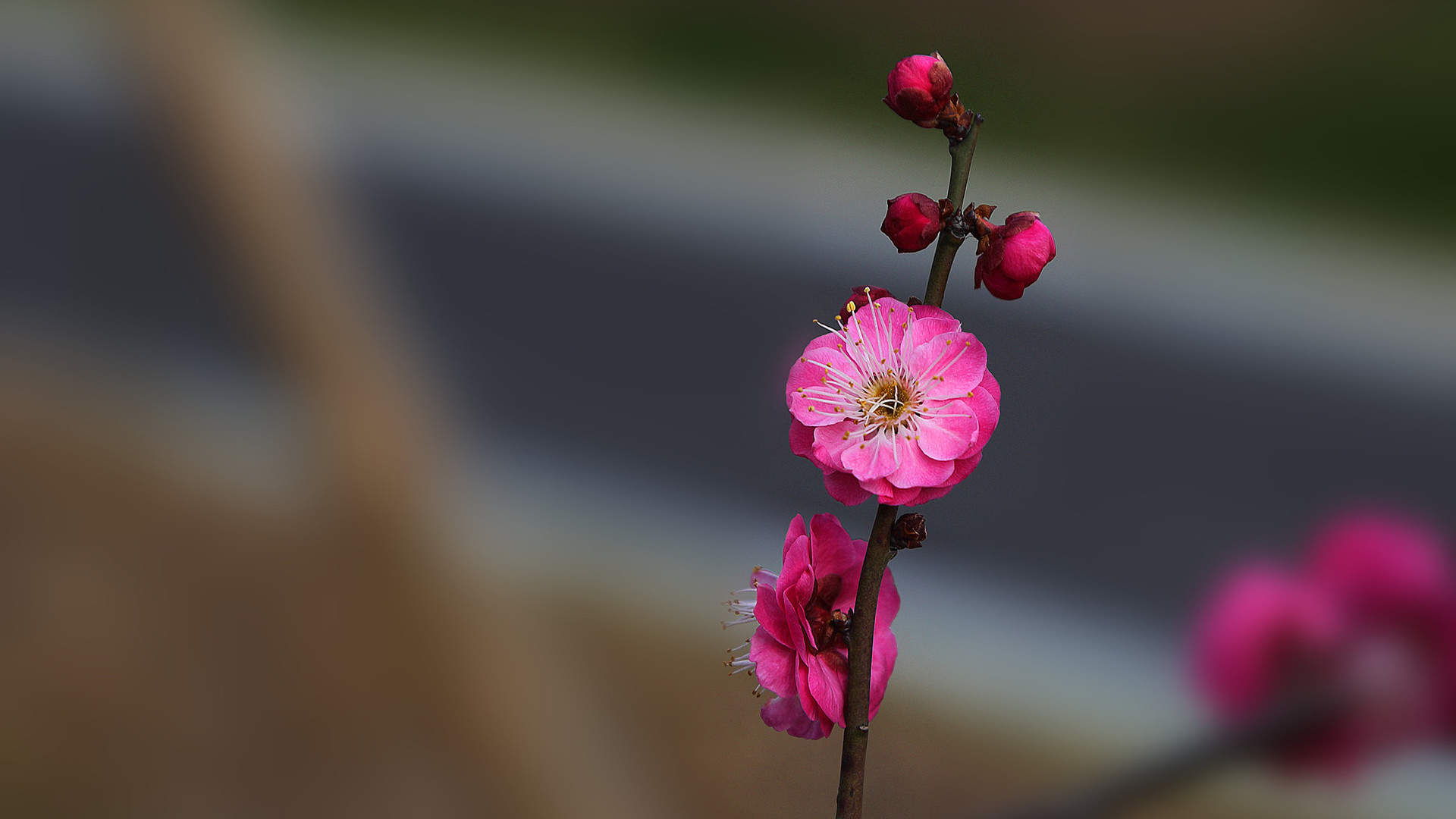 梅花图片