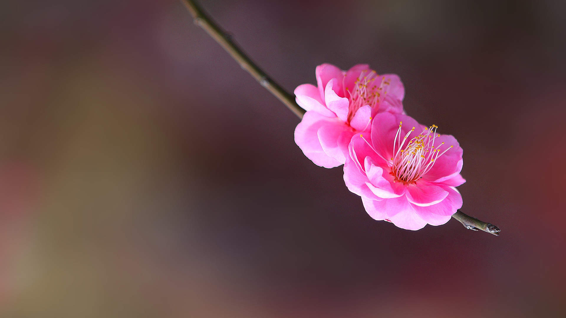 三月初春梅花唯美高清桌面壁纸图片