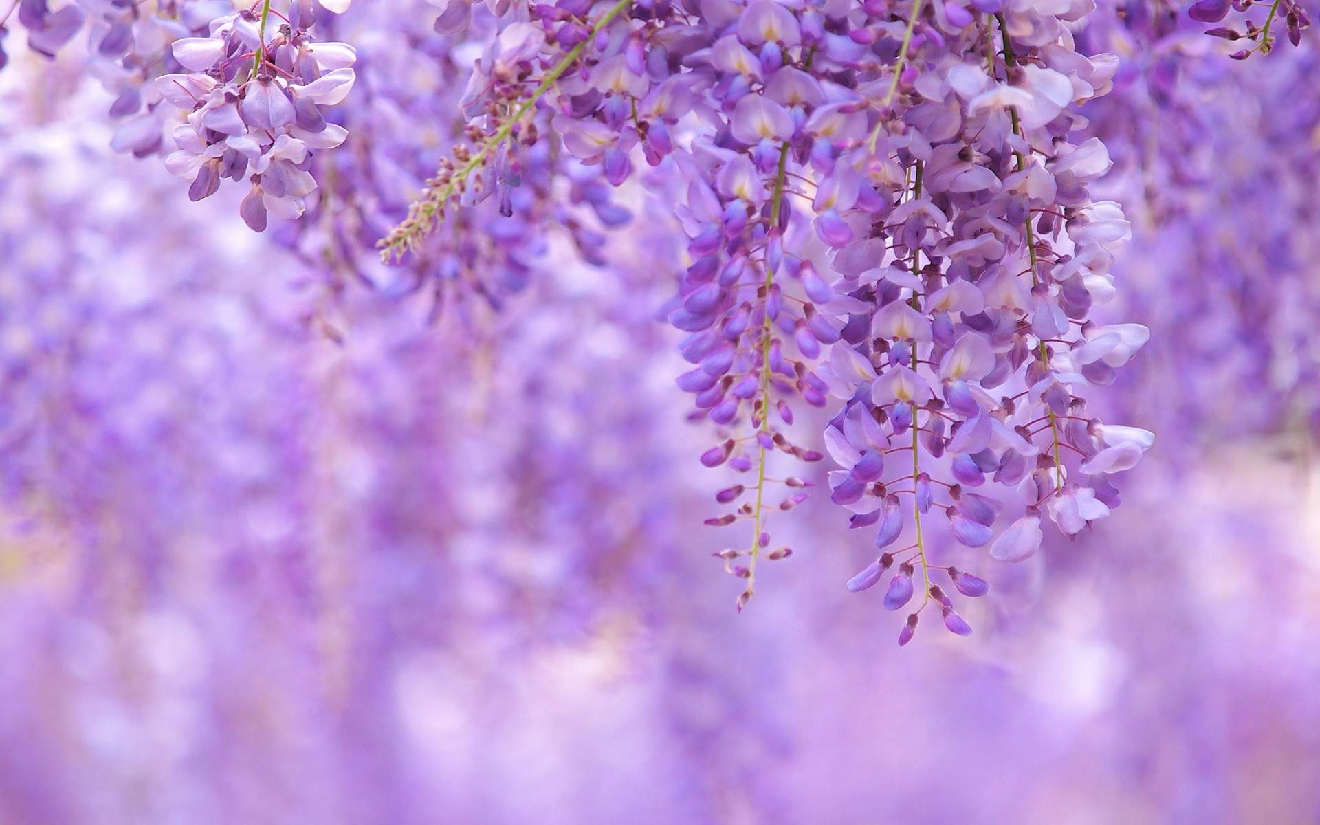 紫藤花瀑布高清桌面壁纸图片