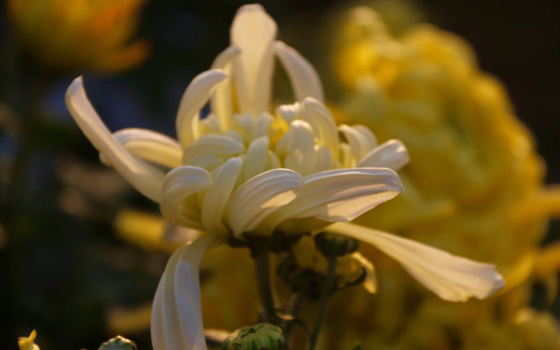 菊花图片