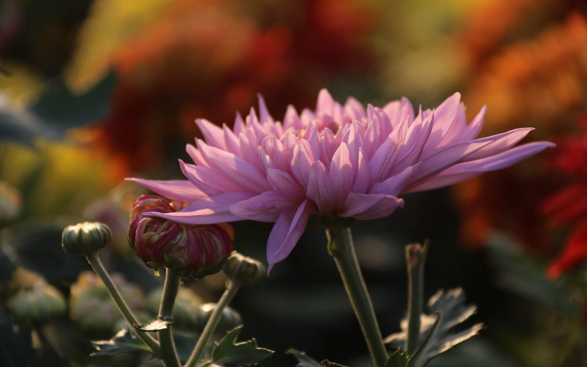 菊花图片