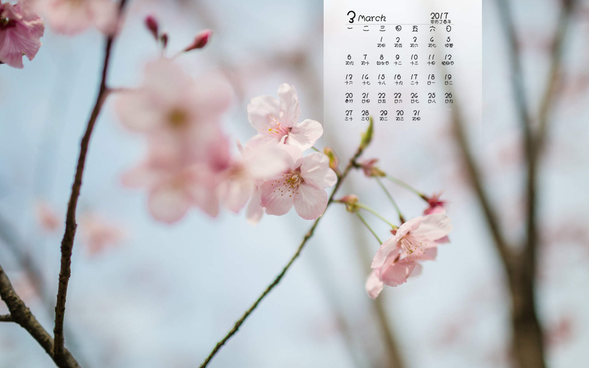 梅花图片