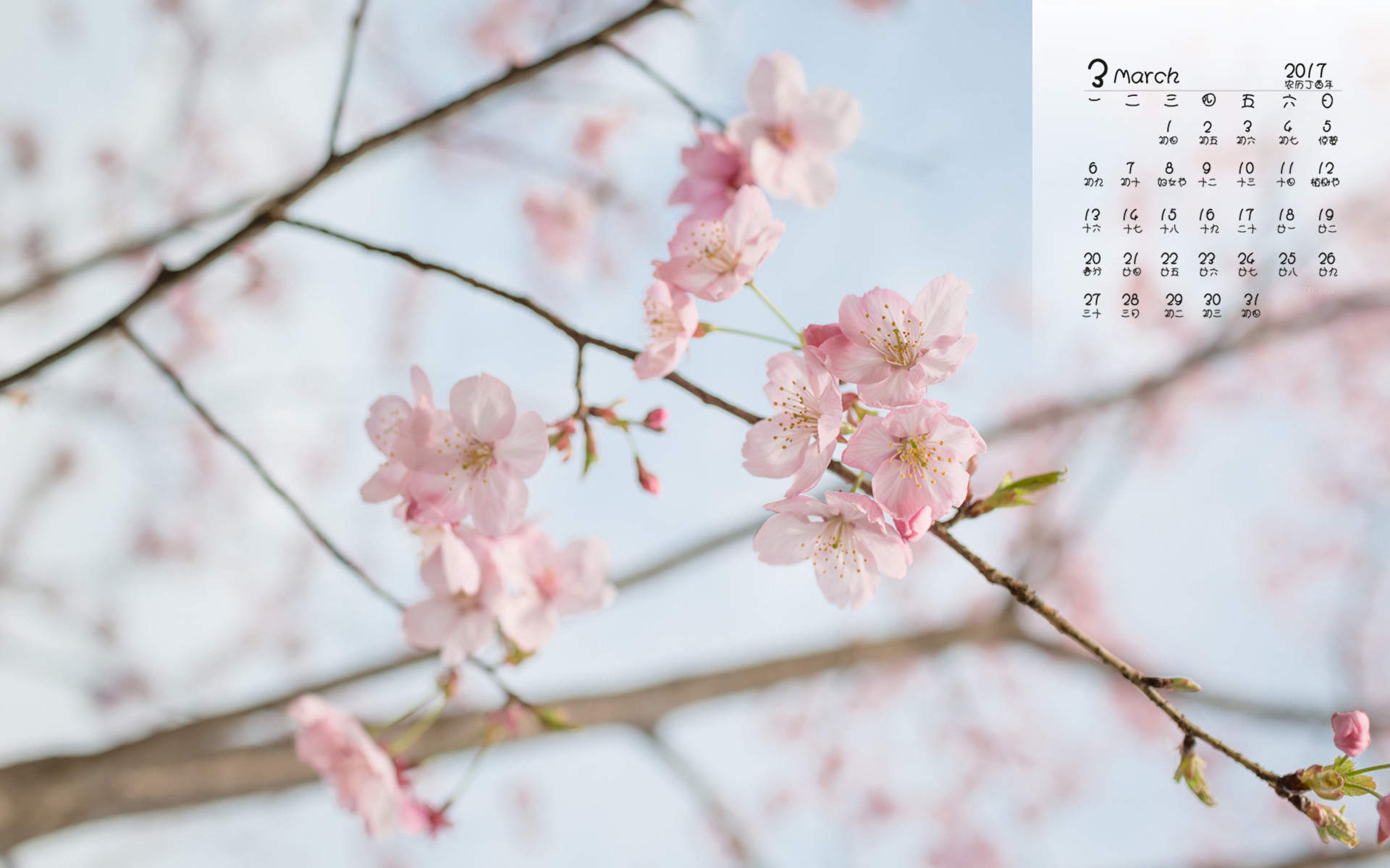 阳春三月绽放的梅花 高清梅花摄影图片欣赏图片