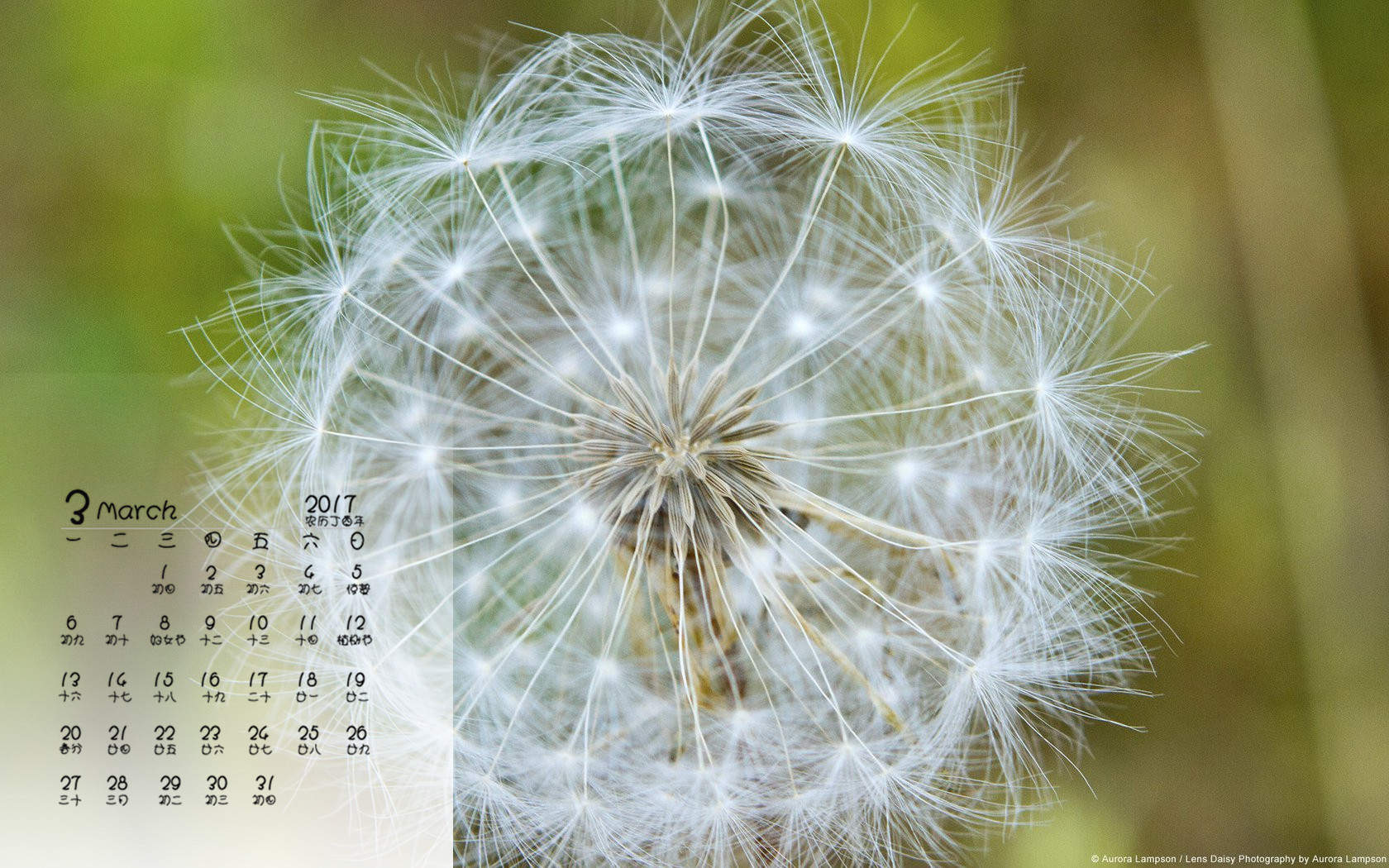 蒲公英图片