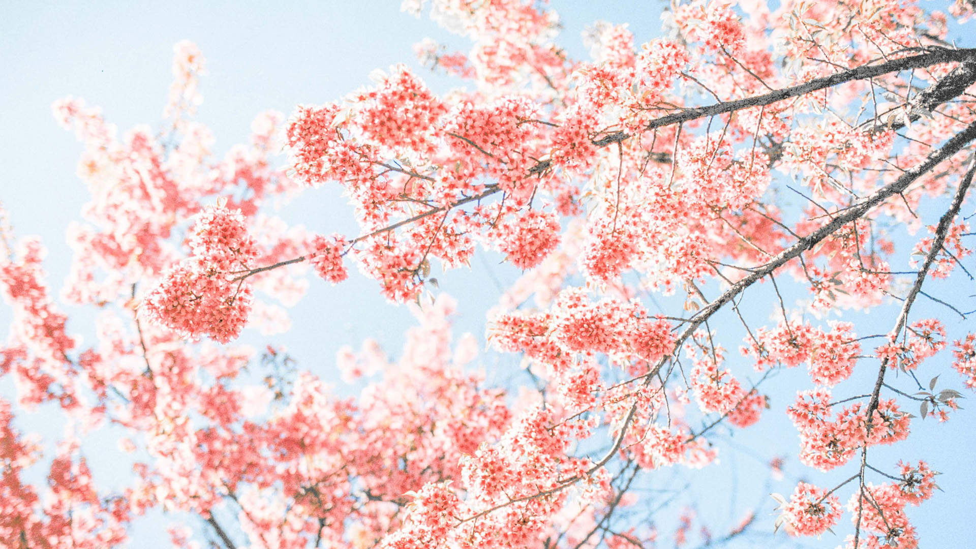 小黄鸭唯美静物图片桌面壁纸图片