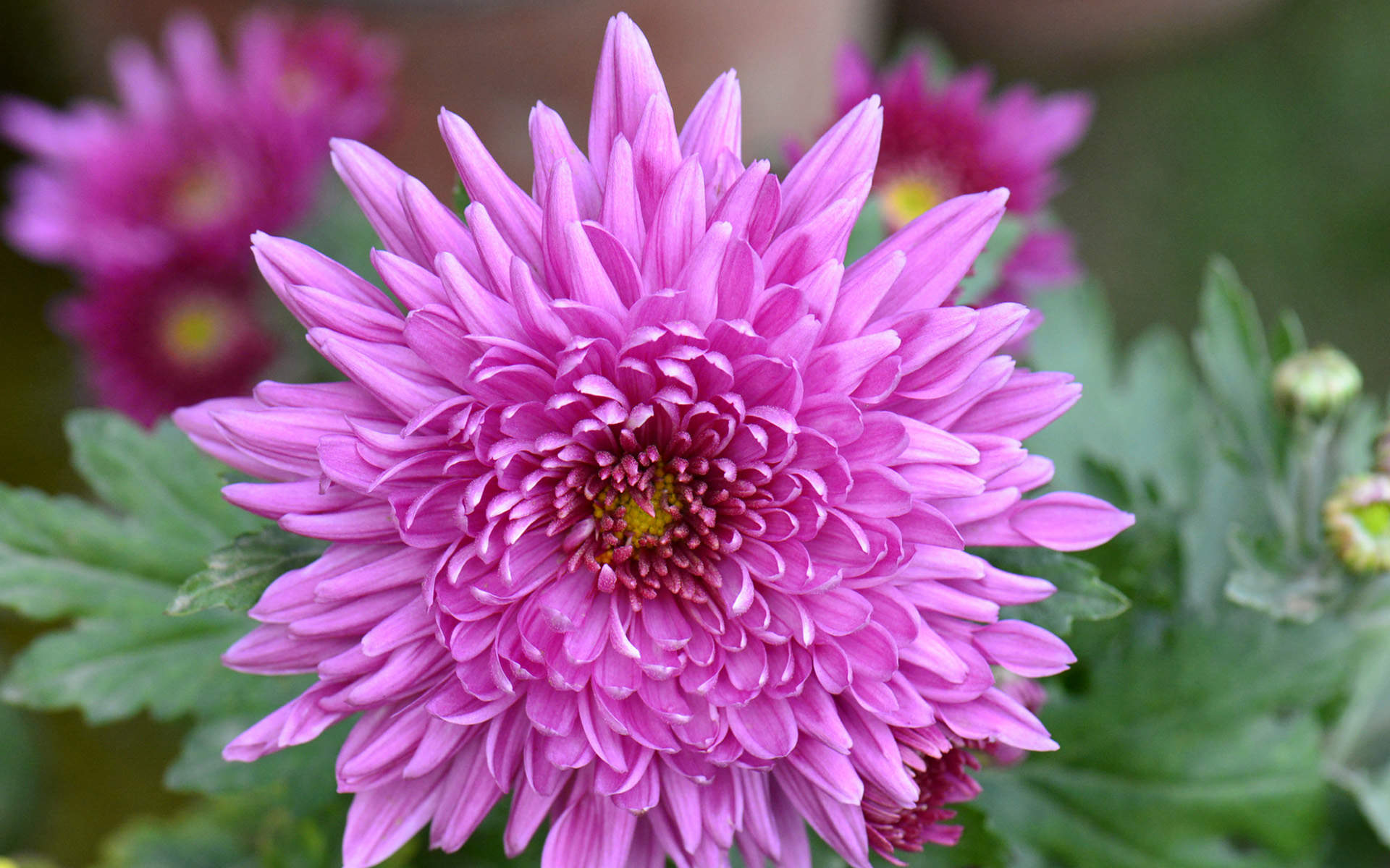 菊花图片
