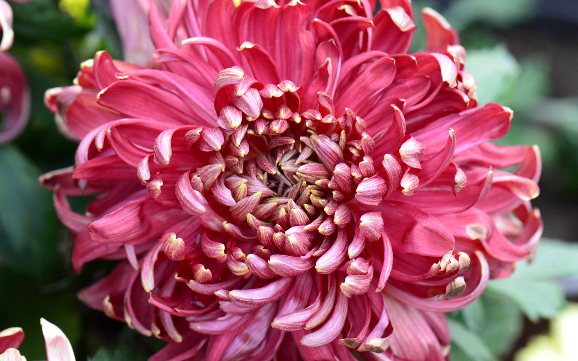 菊花图片