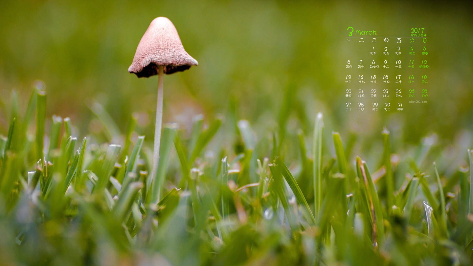 高清2022年5月清新小蘑菇日历壁纸图片