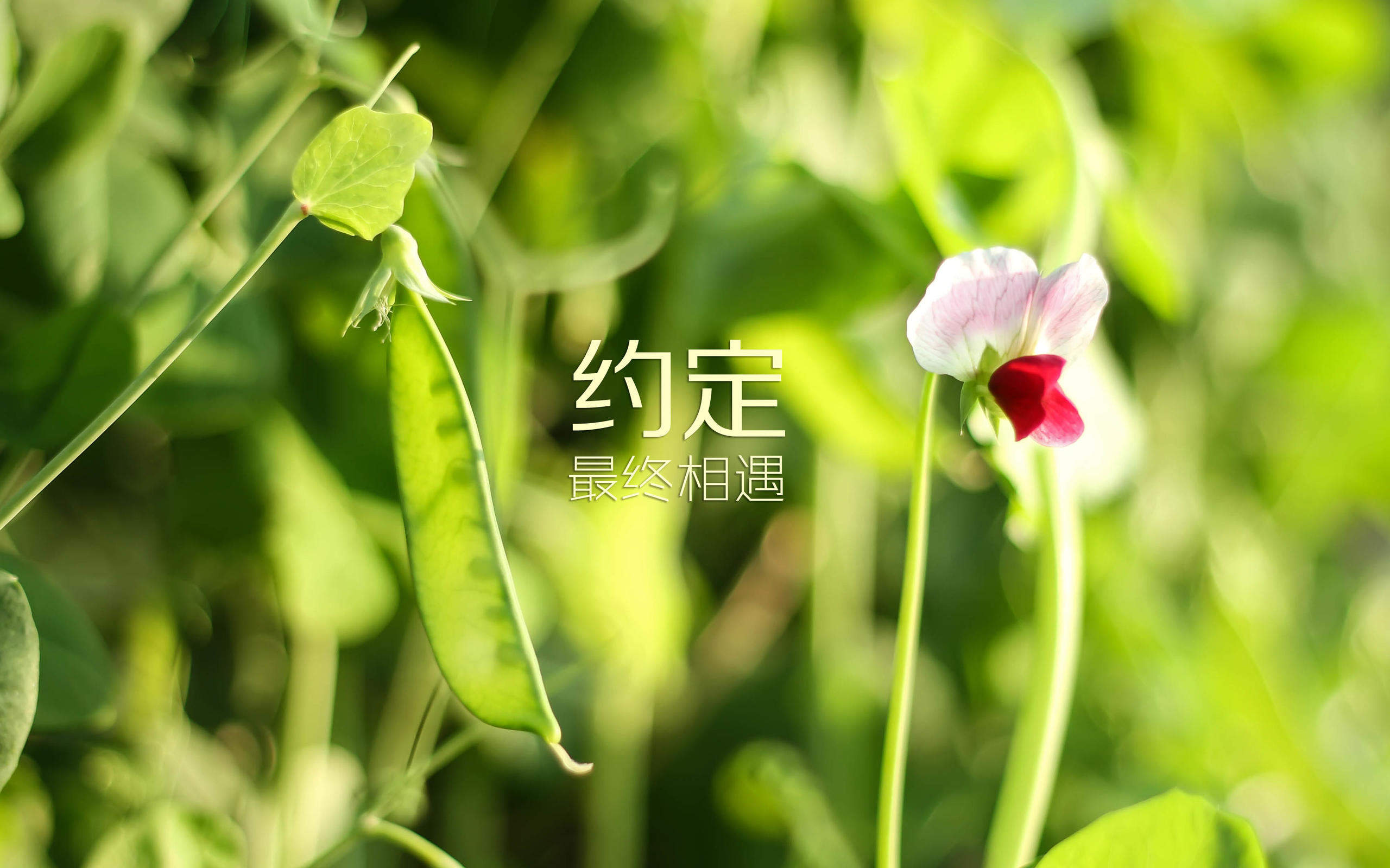 愚人节伤感文字图片桌面壁纸图片
