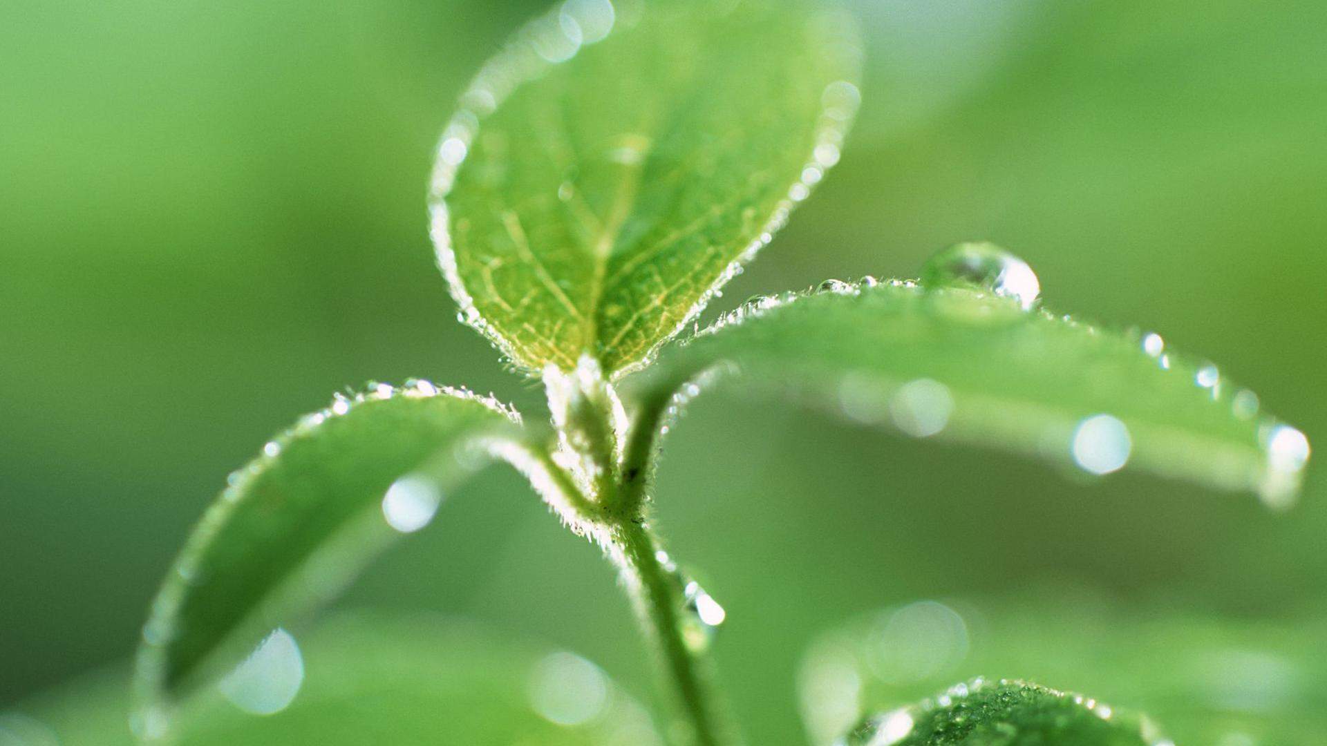 绿色养眼植物嫩芽高清桌面壁纸图片