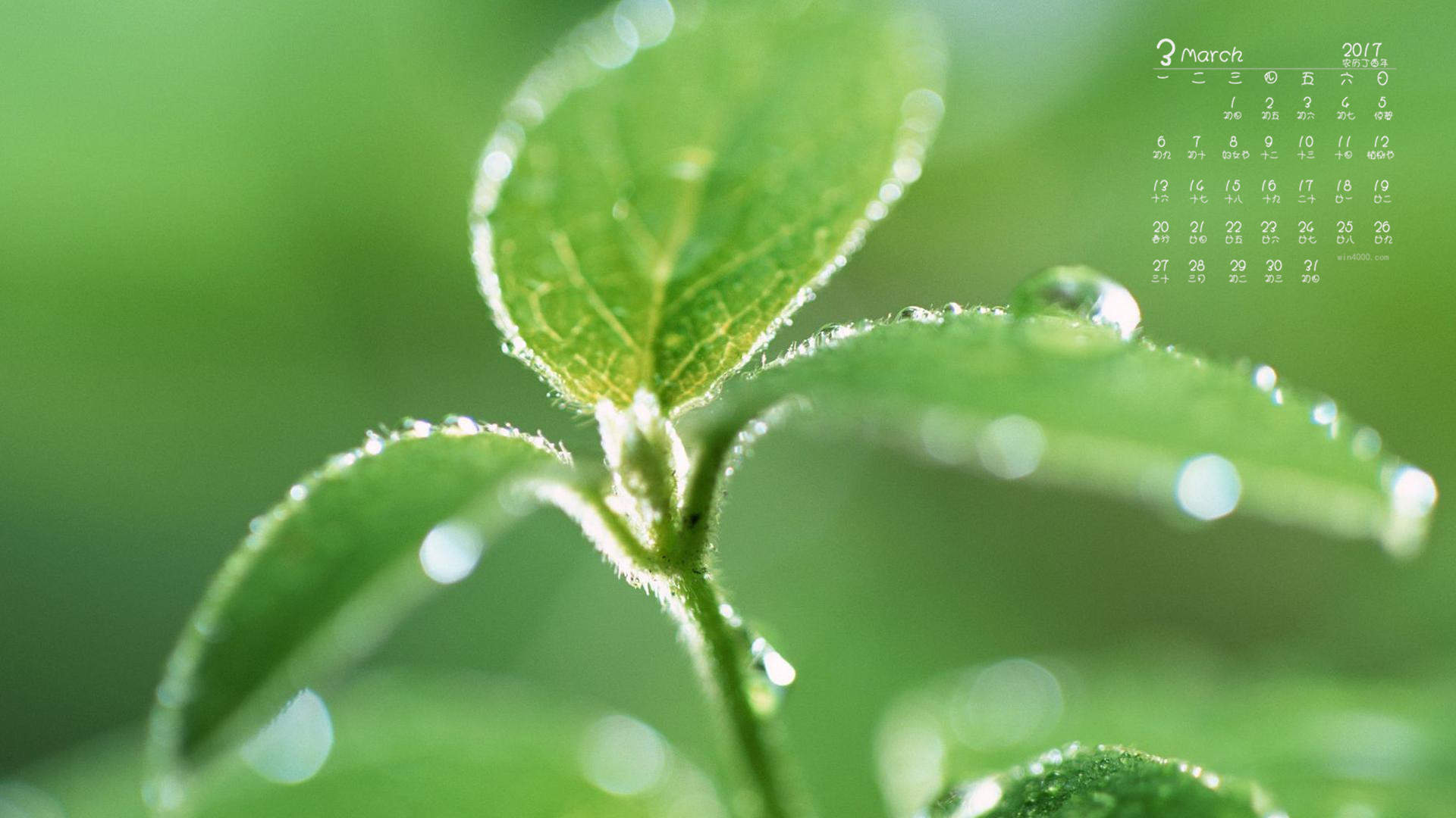 绿色养眼植物嫩芽高清桌面壁纸图片