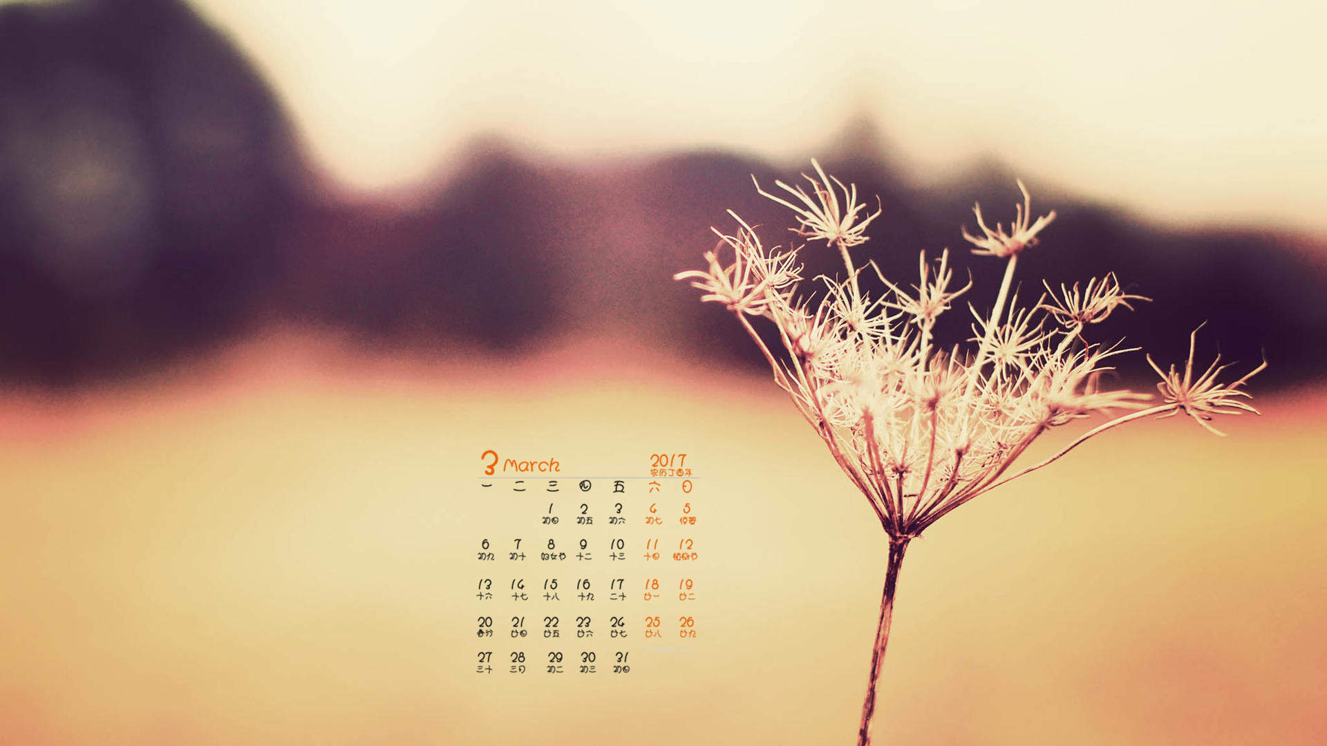 2015年1月日历壁纸随风飞扬的蒲公英特写高清图片合集第一辑图片