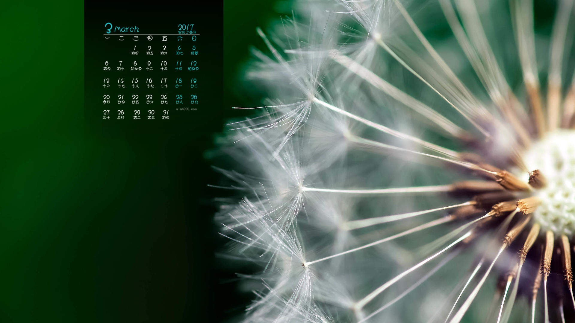 2015年1月日历壁纸随风飞扬的蒲公英特写高清图片合集第一辑图片