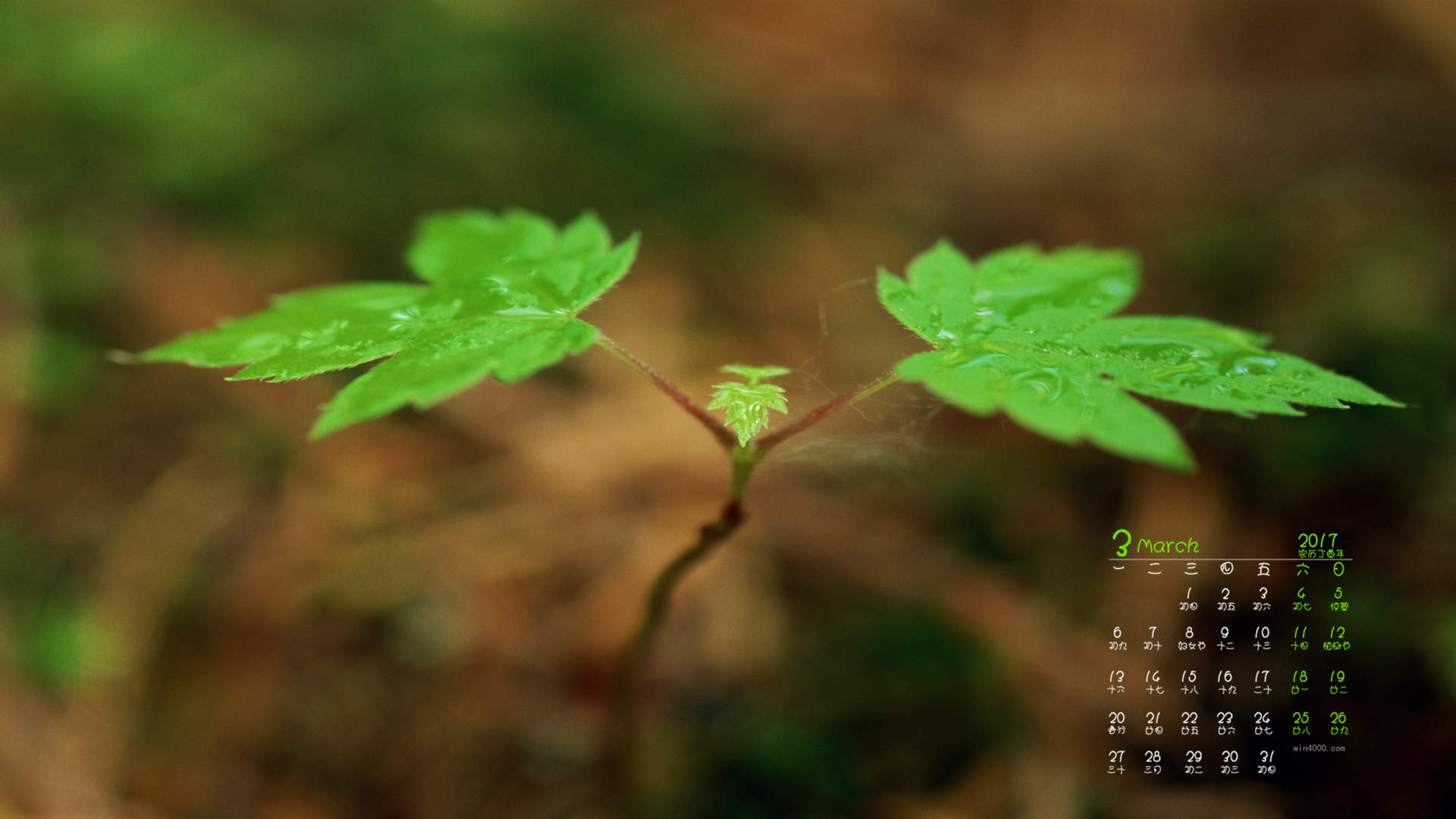 绿色养眼植物嫩芽高清桌面壁纸图片