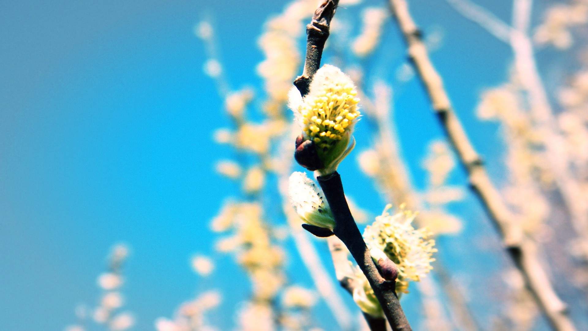绿色养眼植物嫩芽高清桌面壁纸图片