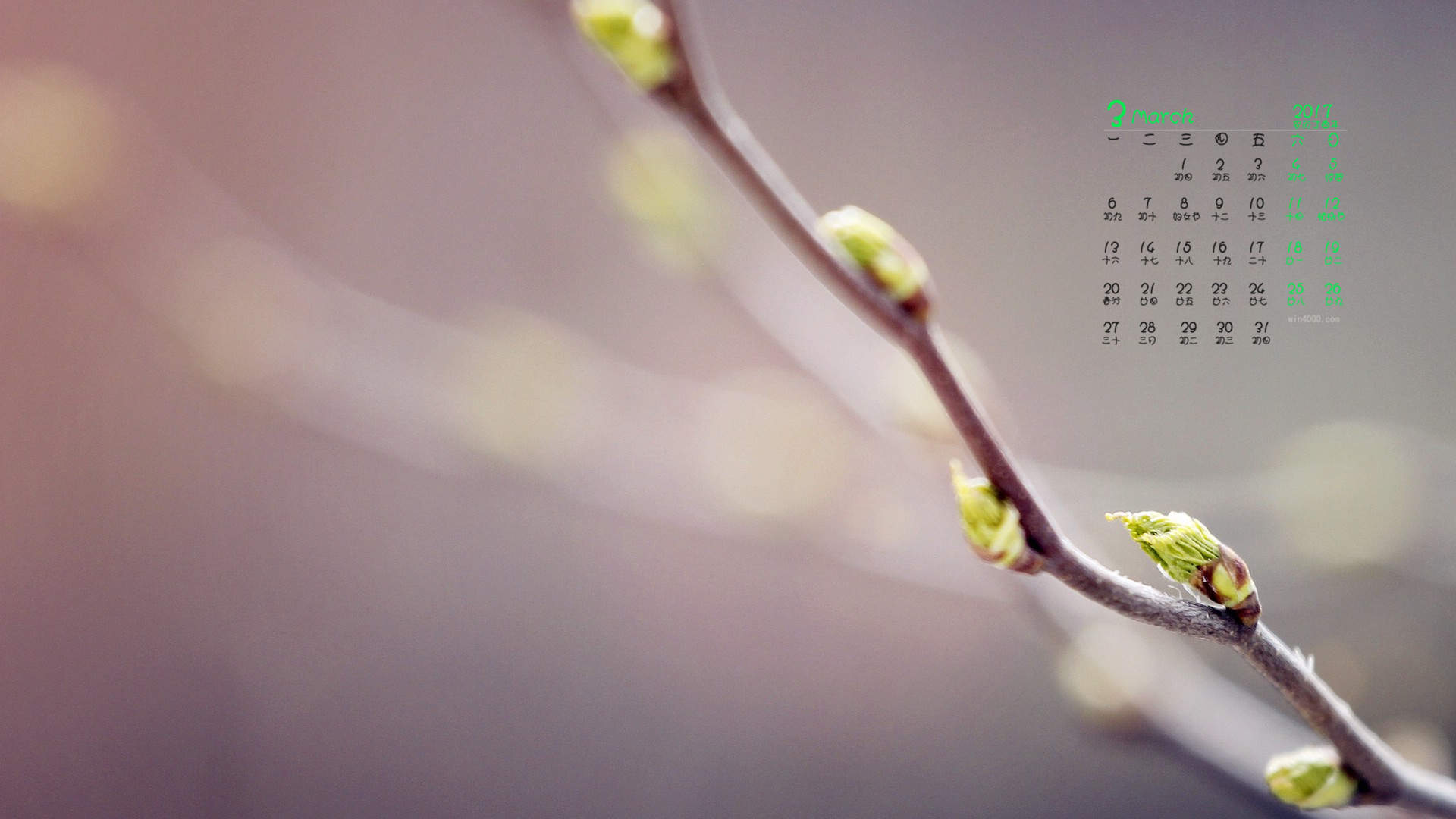 嫩芽图片