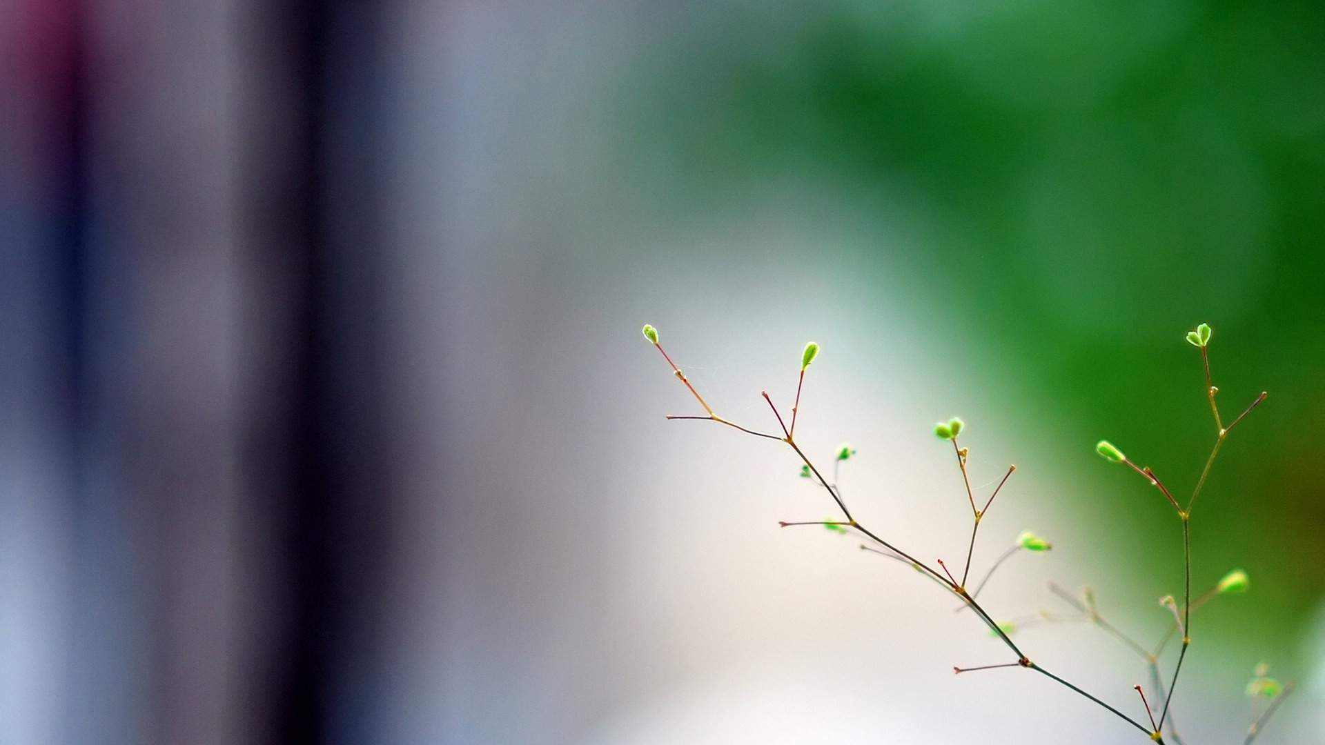 清新护眼绿色嫩芽图片桌面壁纸图片