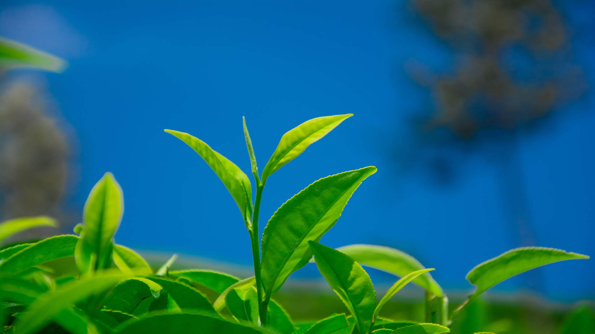 绿茶壁纸图片